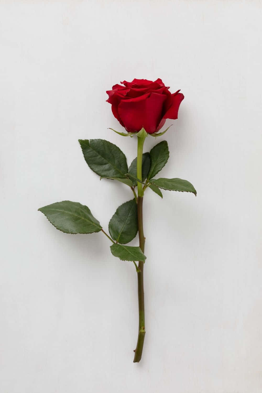 Single Rose 桌布 壁紙 — 一朵鮮豔的紅玫瑰，搭配茂盛的綠葉，優雅地立在潔白的背景上。