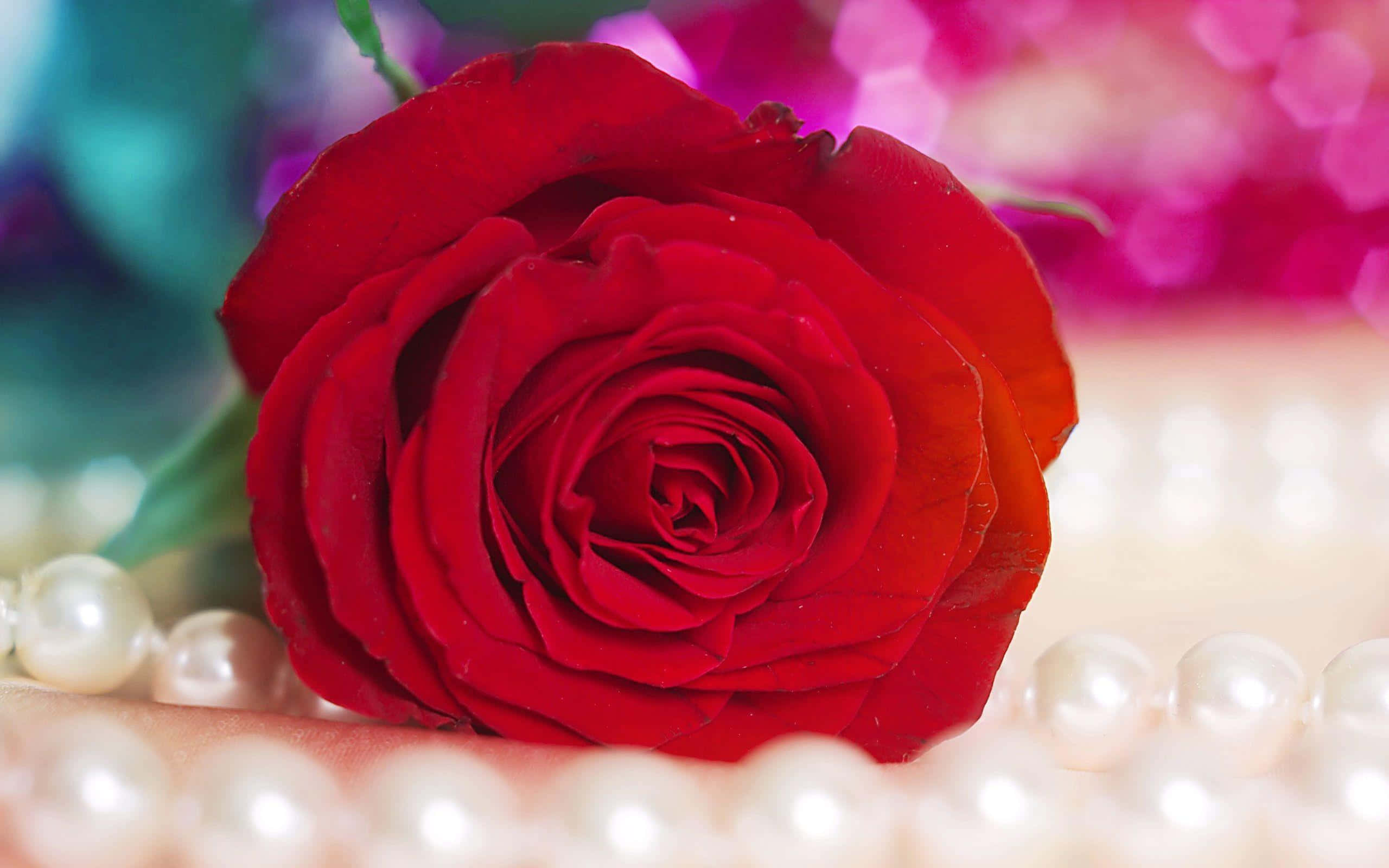 Rose Art 桌布 壁紙 — 一朵鮮豔的紅玫瑰，花瓣精緻，旁邊放著一串閃亮的珍珠，背景是色彩繽紛的散景。