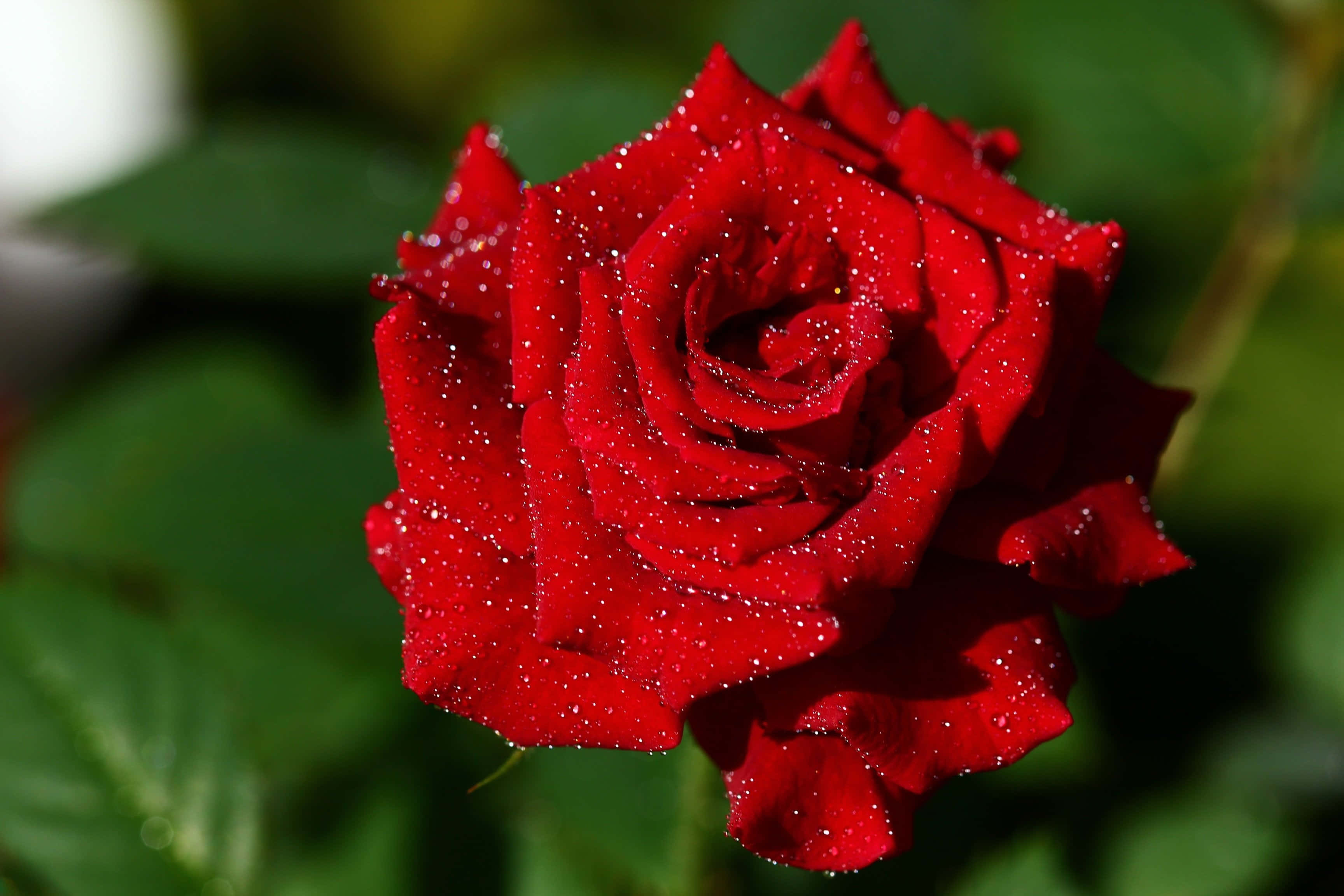 Rose In Rain 桌布 壁紙 — 一朵鮮豔的紅玫瑰在柔和模糊的綠色背景下閃爍著露珠。