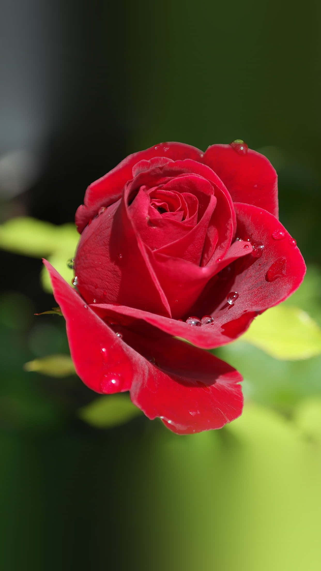Rose In Rain 桌布 壁紙 — 一朵鮮豔的紅玫瑰在柔和模糊的綠色背景上閃爍著露珠。