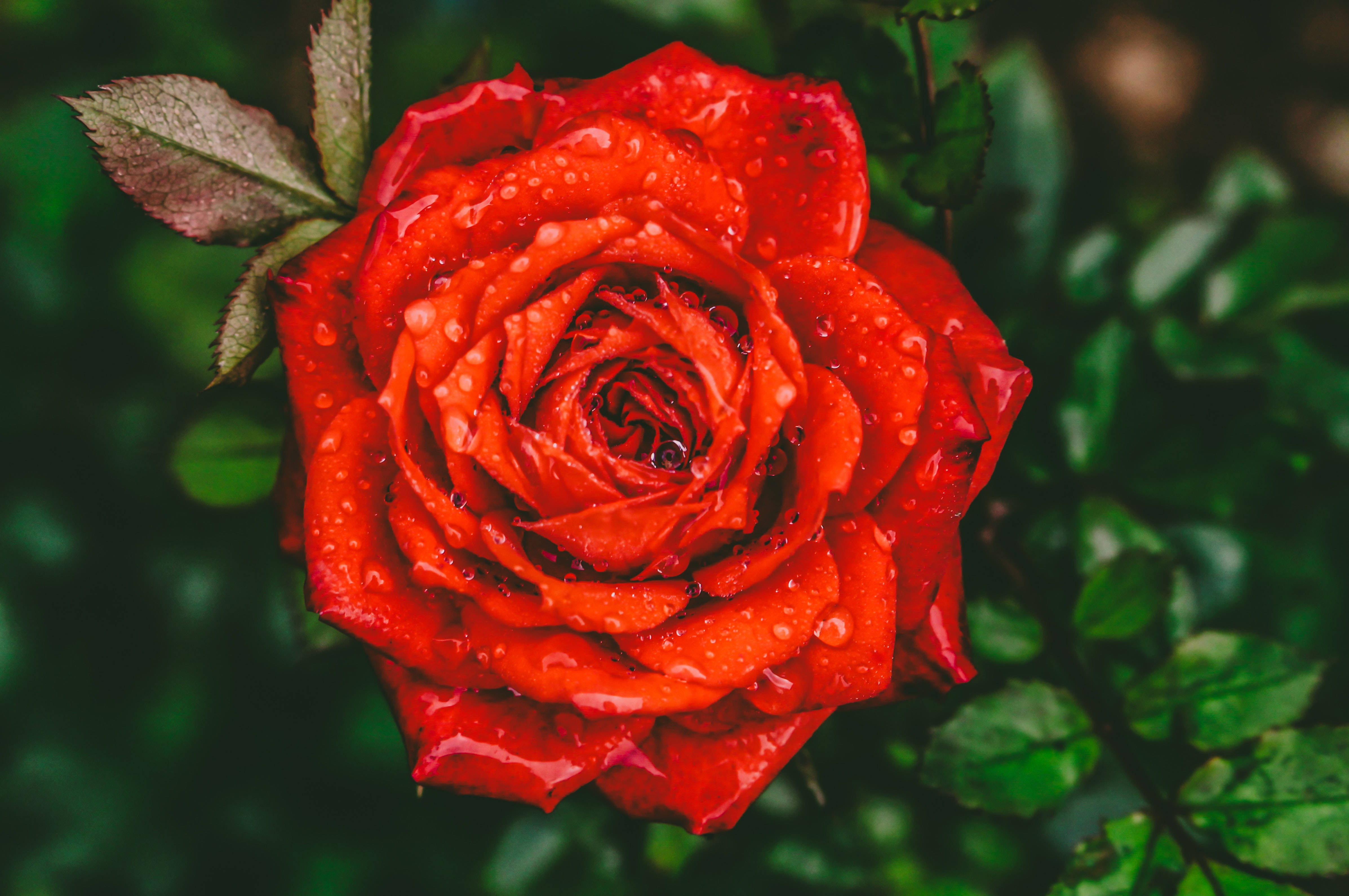 Roses 桌布 壁紙 — 一朵鮮豔的紅玫瑰在柔和模糊的綠色葉子背景上閃爍著露珠。