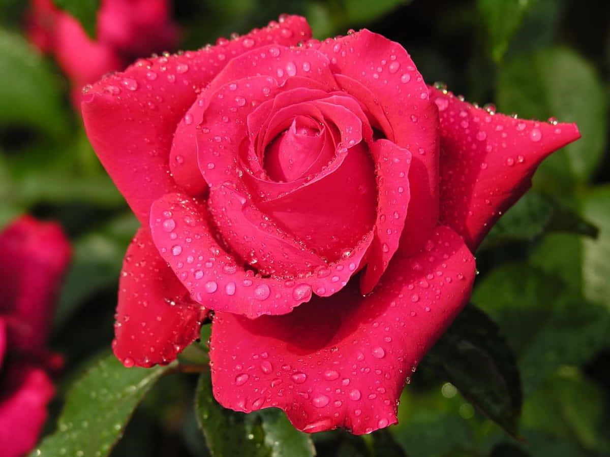 Beautiful Rose 桌布 壁紙 — 一朵鮮豔的紅玫瑰在柔和焦點的綠色樹葉背景上閃爍著露珠。
