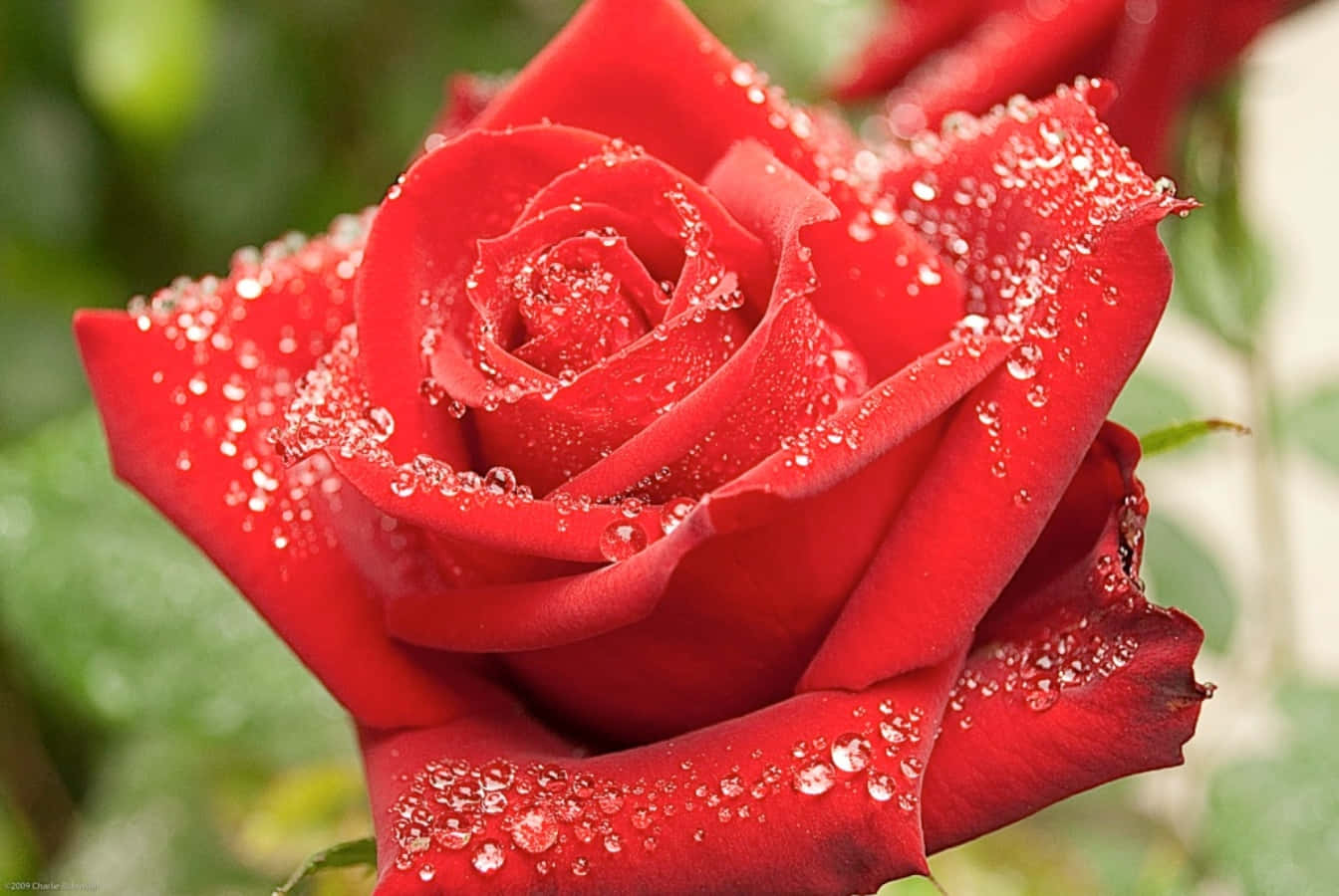 Beautiful Rose 桌布 壁紙 — 一朵鮮豔的紅玫瑰在柔和的綠色模糊背景上閃爍著露珠。