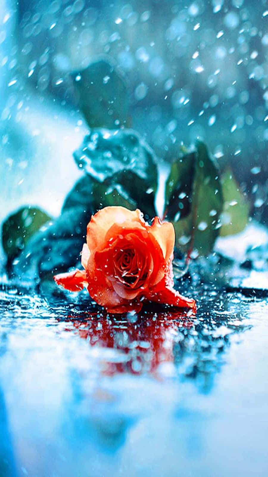 Rose In Rain 桌布 壁紙 — 一朵鮮豔的紅玫瑰在濕潤的表面上閃爍著落下的雨滴，背景是模糊的藍色。