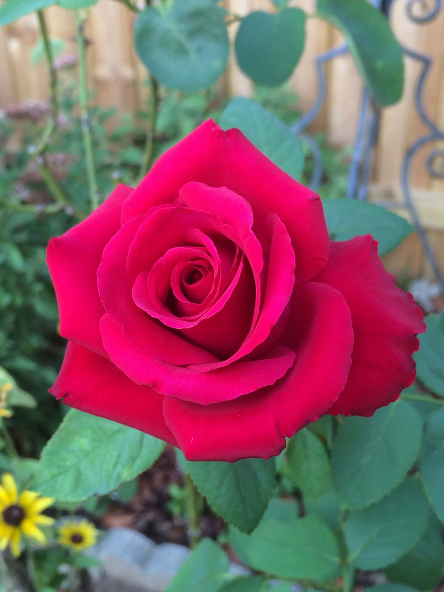 Hybrid Tea Roses 桌布 壁紙 — 一朵鮮豔的紅玫瑰在花園中盛開，背景有綠葉和黃色花朵，呈現柔和焦點。