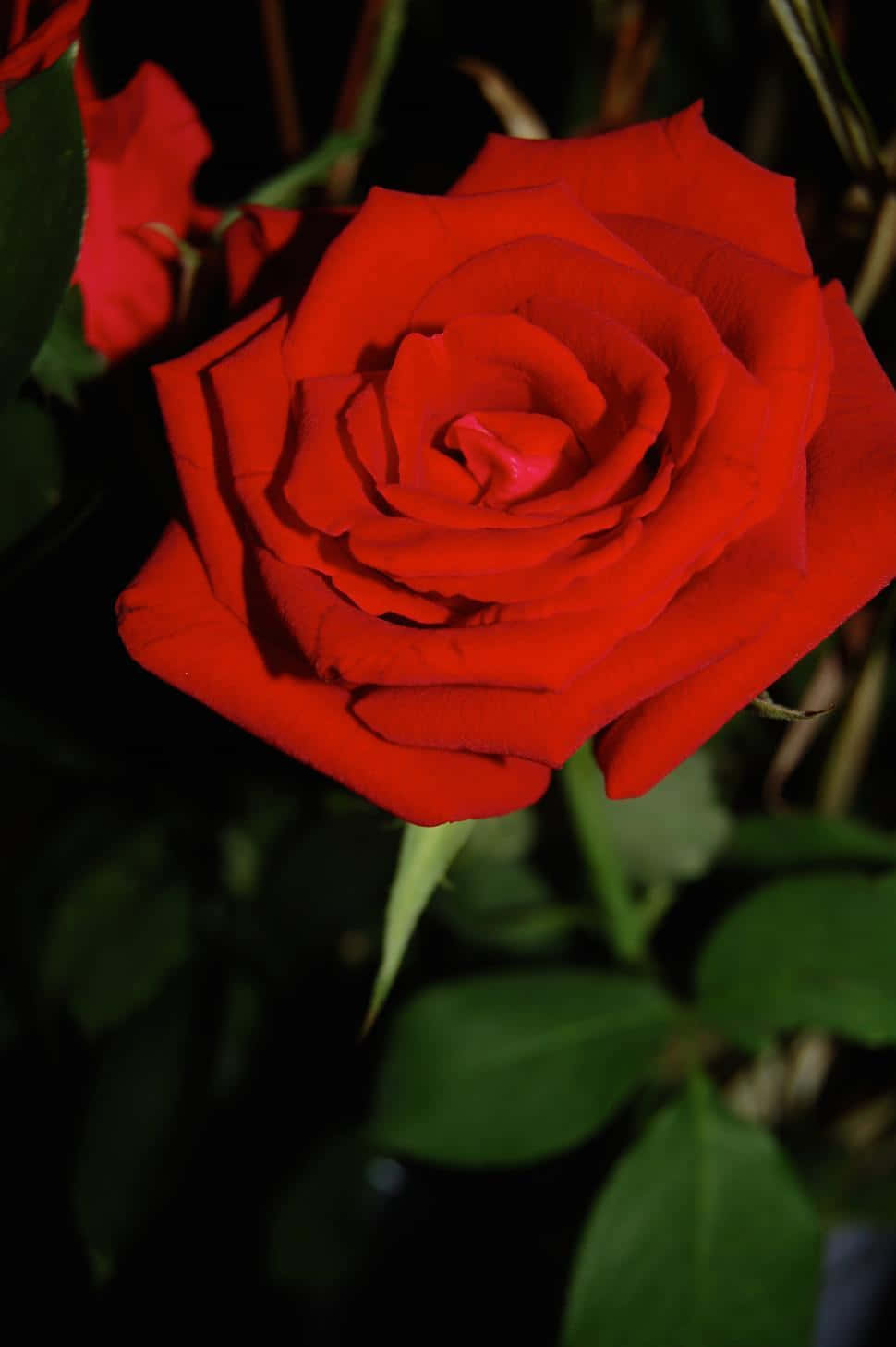 Red Roses 桌布 壁紙 — 一朵鮮豔的紅玫瑰在黑暗背景下綻放，背景中茂密的綠葉柔和地模糊。