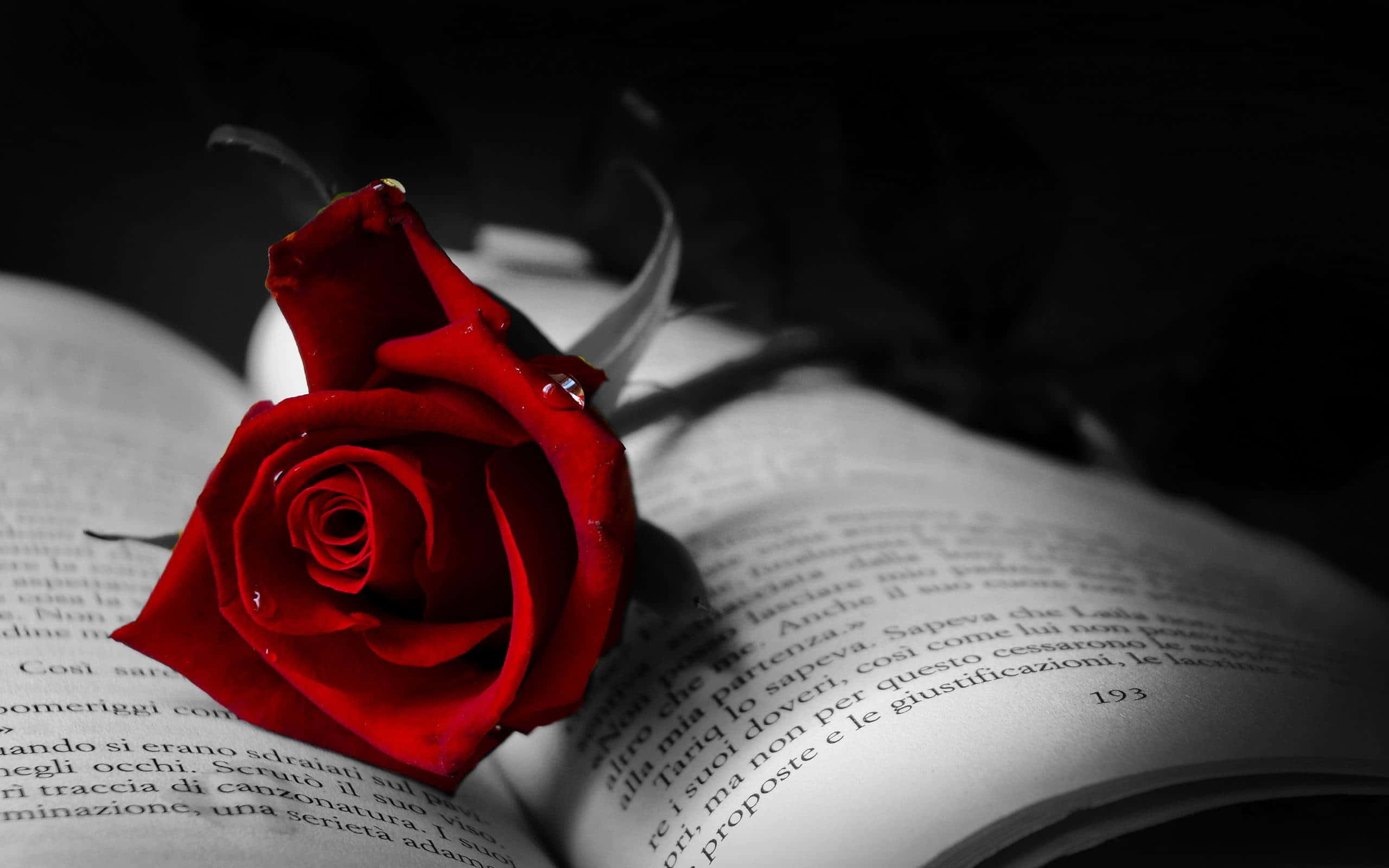 Red Rose 桌布 壁紙 — 一朵鮮豔的紅玫瑰放在一本打開的意大利文書本上，構成戲劇性的黑白畫面。