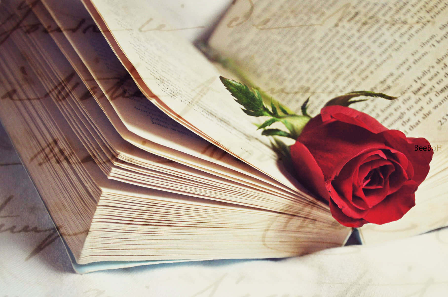Romance Literature 桌布 壁紙 — 一朵鮮豔的紅玫瑰輕輕地放在一本充滿手寫字體的舊書的打開頁面上。
