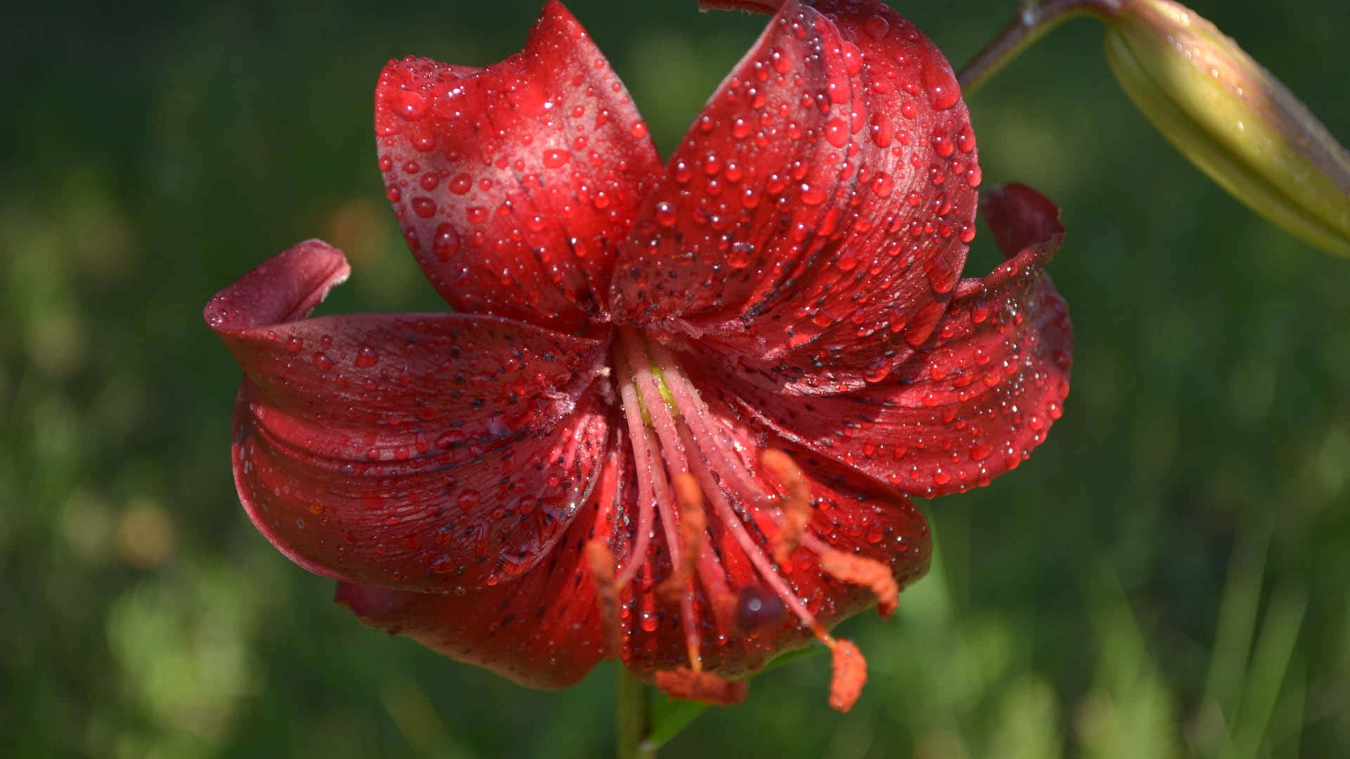 lily 桌布 壁紙 — 一朵鮮豔的紅百合，帶著閃閃發亮的水珠，在柔和的綠色模糊背景下盛開。