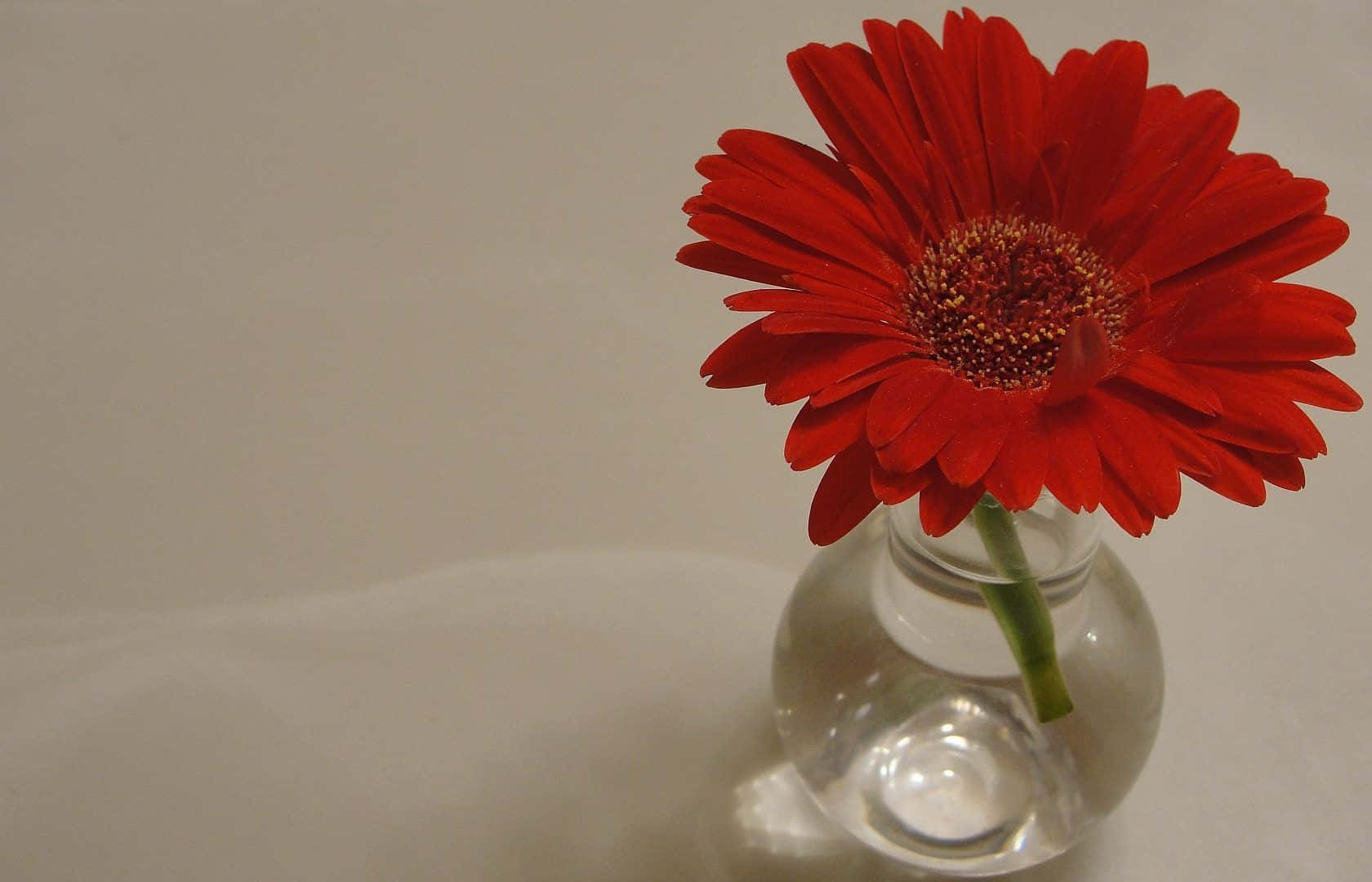 Simple Flower 桌布 壁紙 — 一朵鮮豔的紅色非洲菊在透明玻璃花瓶中盛開，背景是柔和的中性色調。