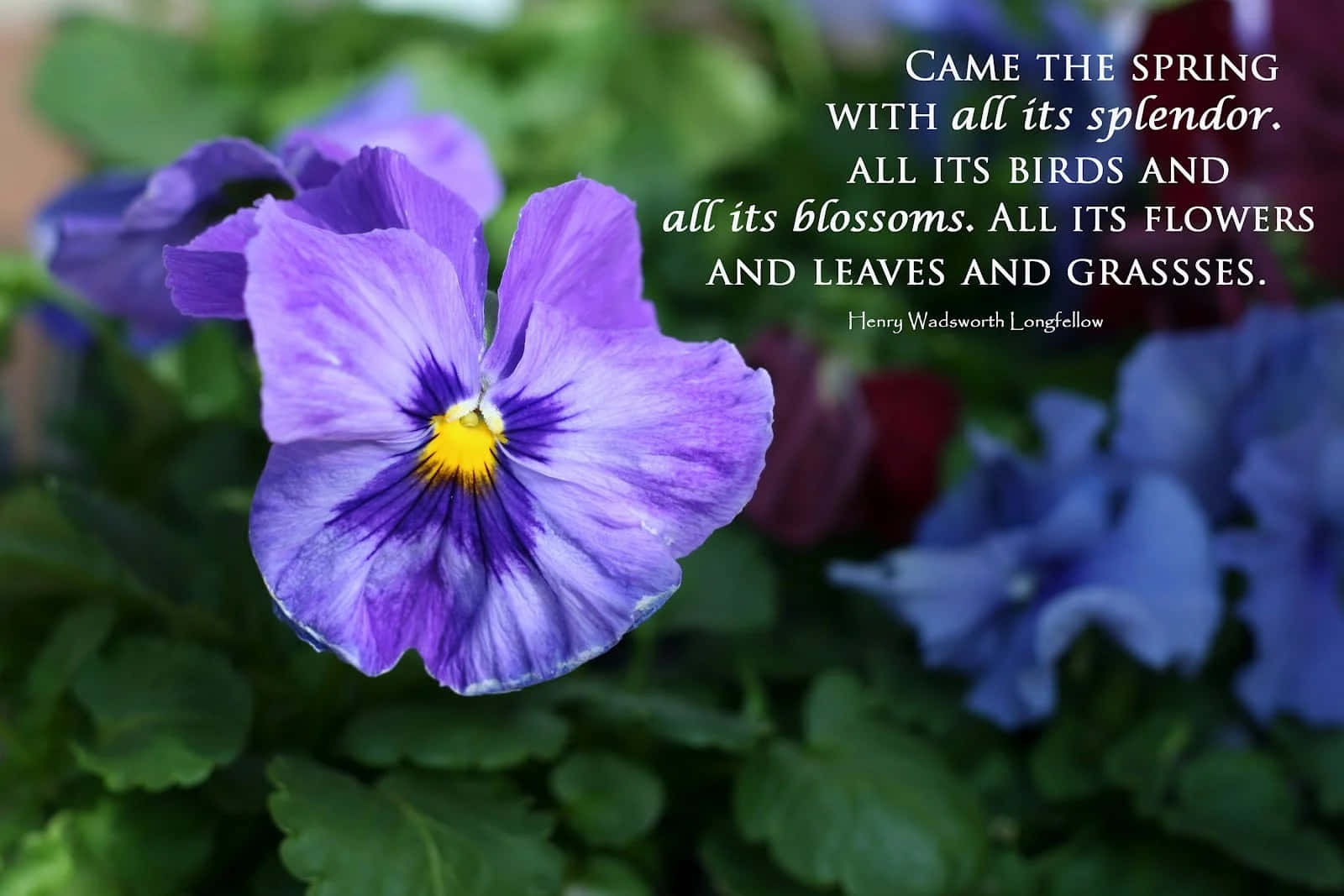 Spring Inspirational 桌布 壁紙 — 一朵鮮豔的紫色三色堇，帶有黃色中心，在茂密的綠葉中盛開，並覆蓋著詩意的春天引言。