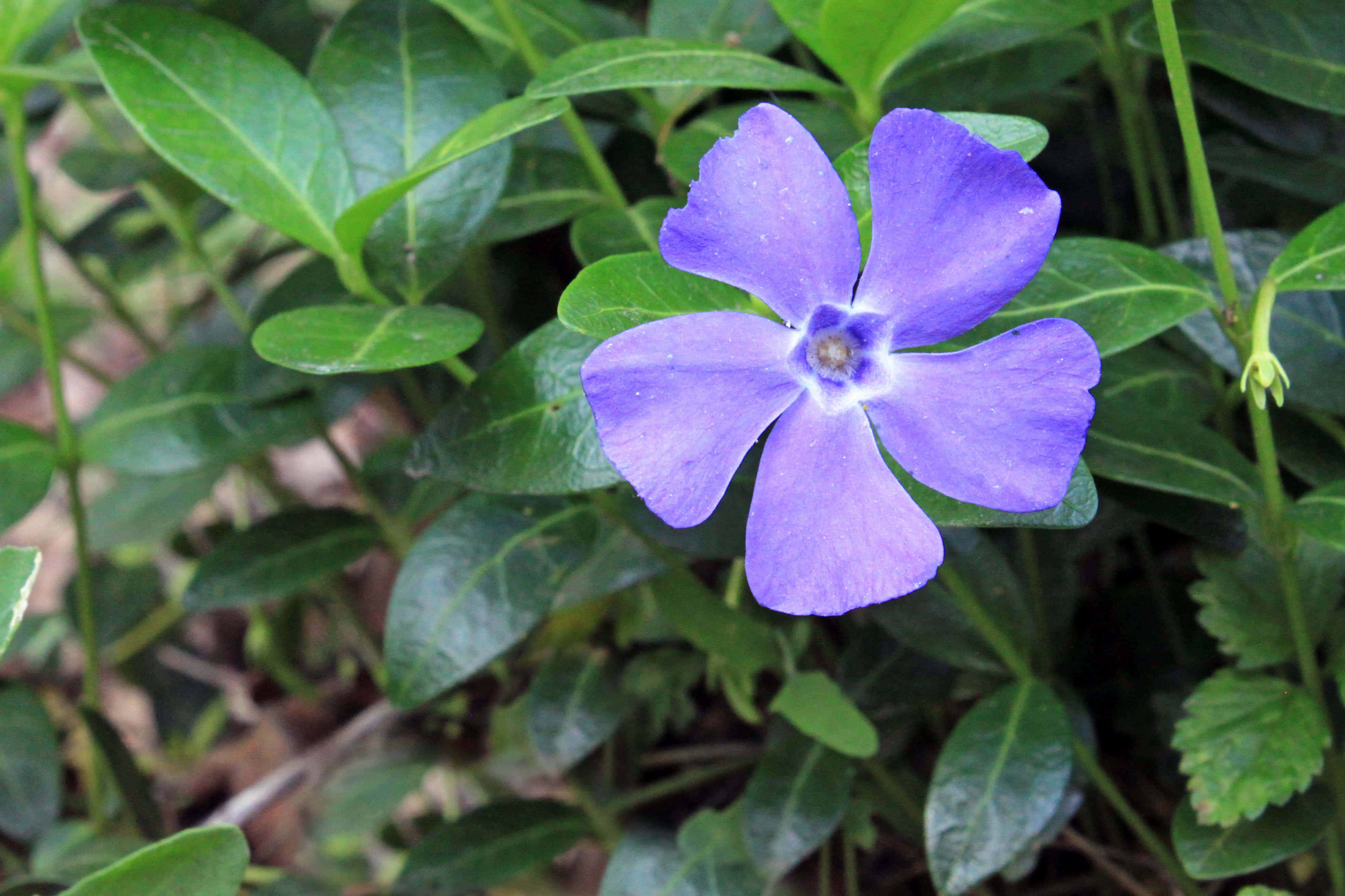 Periwinkle Blue 桌布 壁紙 — 一朵鮮豔的紫色五瓣花在自然花園環境中，於茂密的綠葉間盛開。