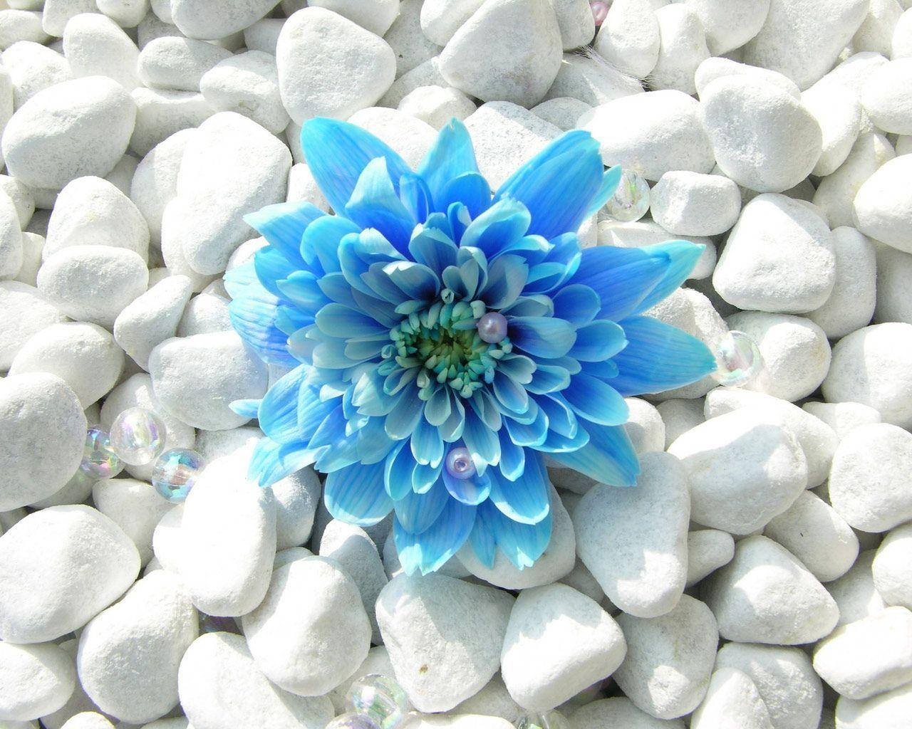 Dahlia 桌布 壁紙 — 一朵鮮豔的藍色菊花在光滑的白色鵝卵石和散落的彩虹色珠子中綻放。