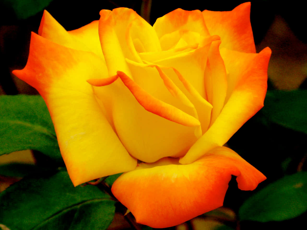 Beautiful Rose 桌布 壁紙 — 一朵鮮豔的黃玫瑰，花瓣尖端帶有橙色，在深綠色葉子的襯托下綻放，特寫照片。
