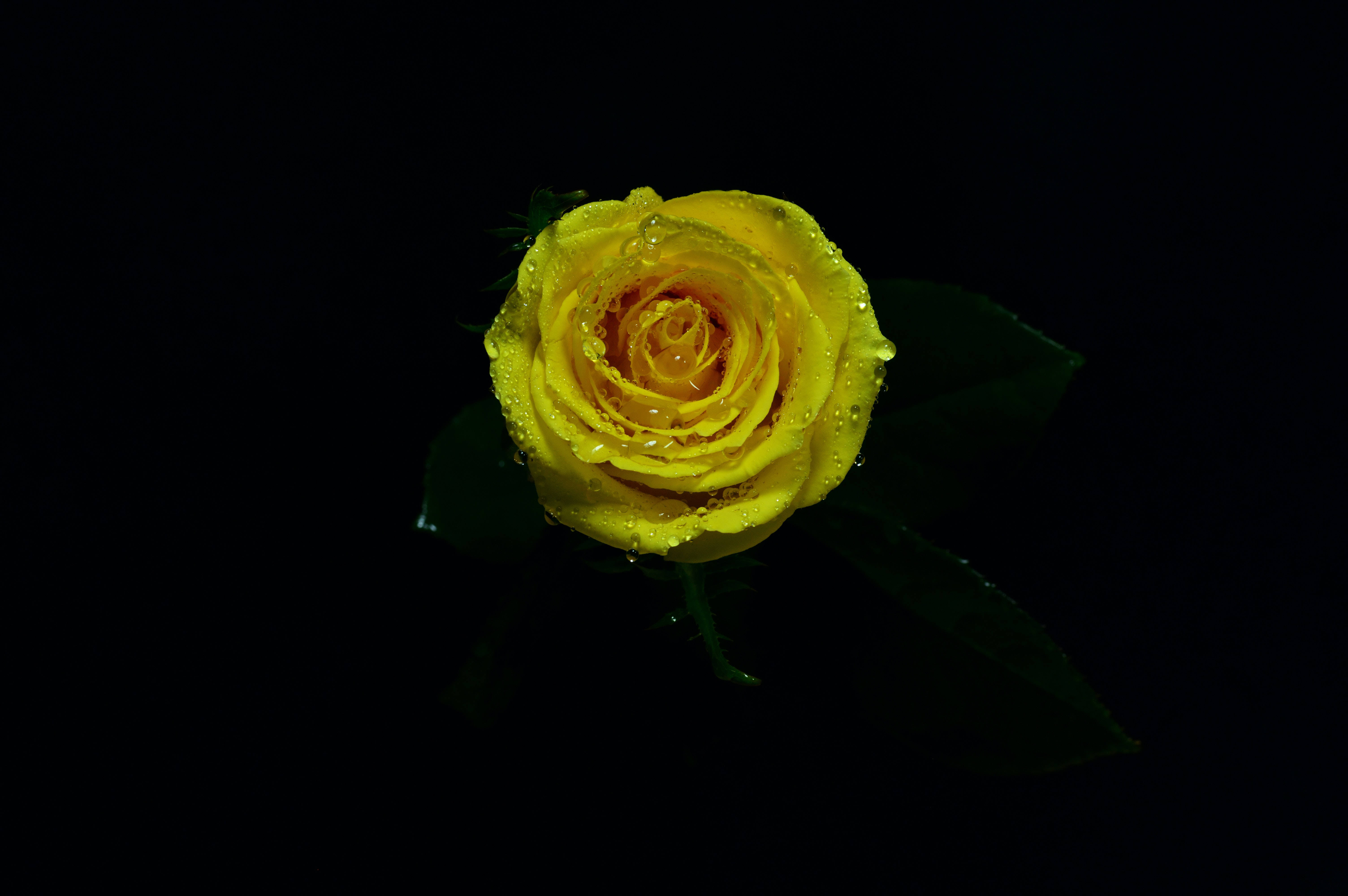 Roses 桌布 壁紙 — 一朵鮮豔的黃玫瑰在漆黑的背景下閃爍著露珠。