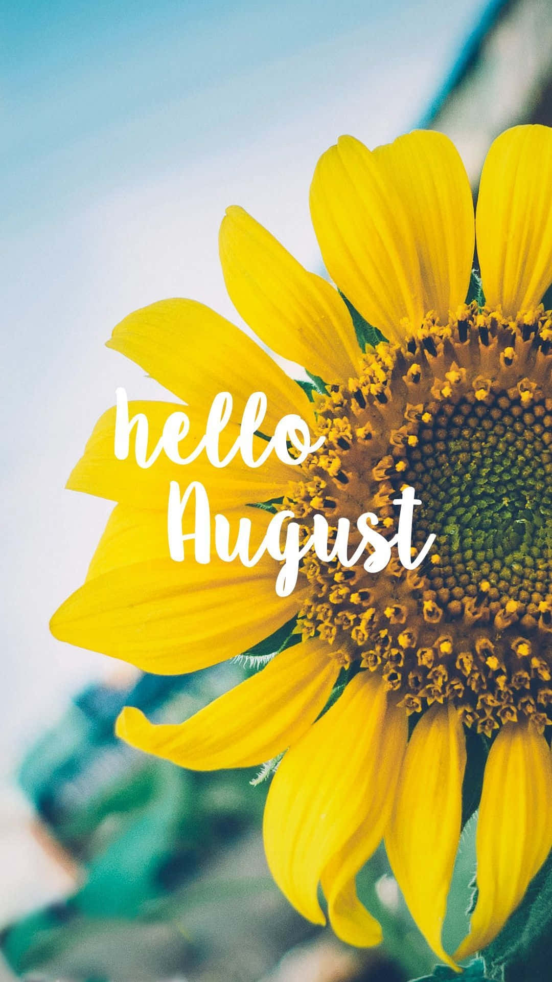 August 桌布 壁紙 — 一朵鮮豔的黃色向日葵在柔和的藍天下綻放，上面優雅地覆蓋著hello August的文字。