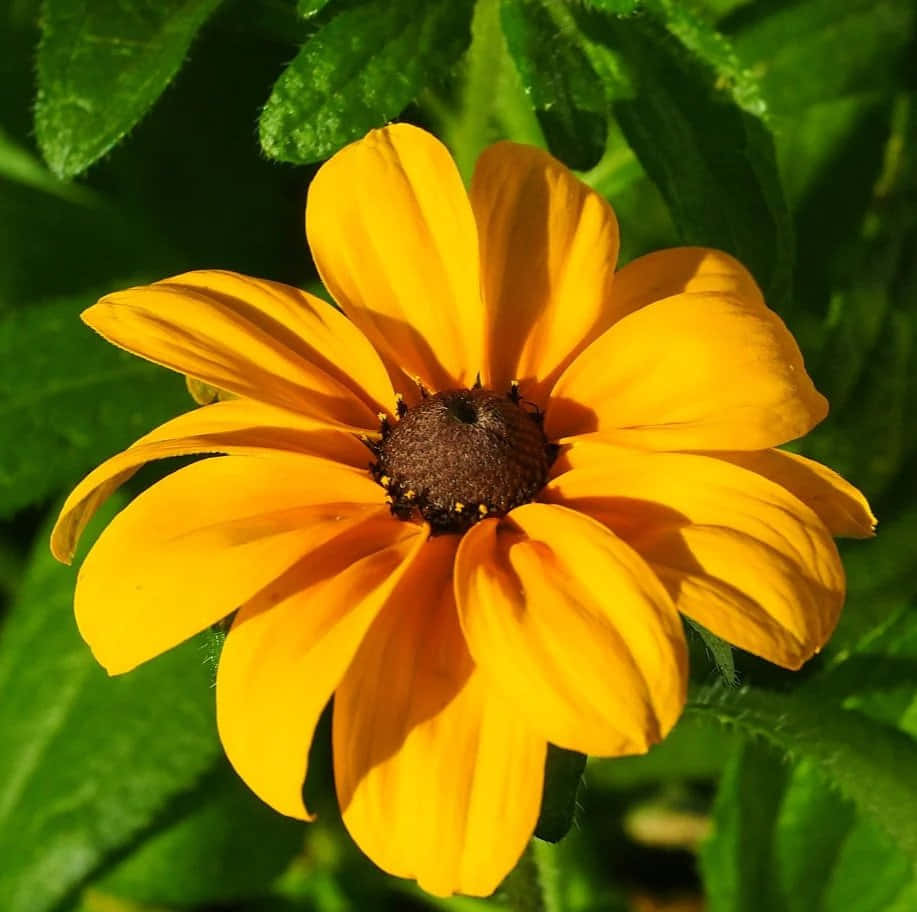Black Eyed Susan 桌布 壁紙 — 一朵鮮豔的黃色黑眼蘇珊花在明亮的陽光下盛開，背後有柔焦的茂盛綠葉。