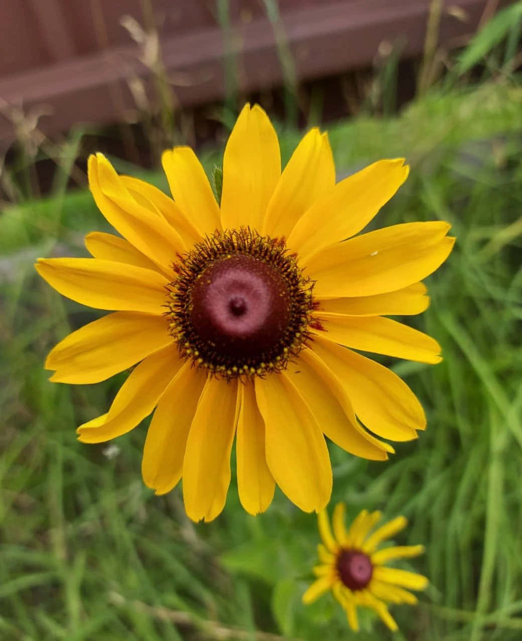 Black Eyed Susan 桌布 壁紙 — 一朵鮮豔的黃色黑眼蘇珊花在茂密的綠草中盛開，背景是模糊的木柵欄。