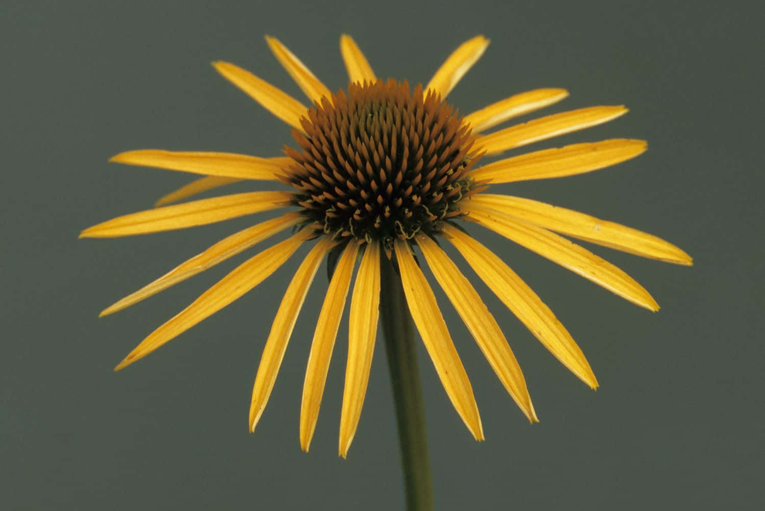 Yellow Coneflower 桌布 壁紙 — 一朵鮮黃色嘅錐花，帶有尖刺花瓣同有紋理嘅棕色花心，喺柔和嘅灰色背景上突出嚟。