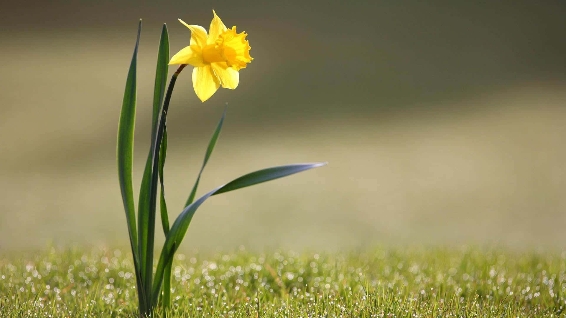 Yellow Daffodils 桌布 壁紙 — 一朵鮮黃色的水仙花在沾滿露水的綠色草地上盛開，沐浴在柔和的晨光中。
