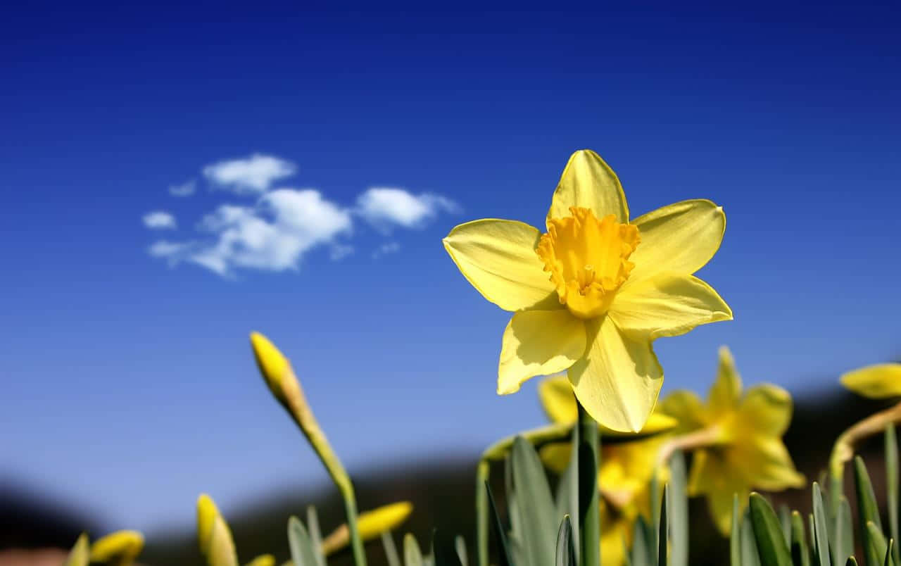Yellow Daffodils 桌布 壁紙 — 一朵鮮黃色的水仙花在清澈的藍天、柔軟的白雲和前景的綠色莖幹襯托下盛開。