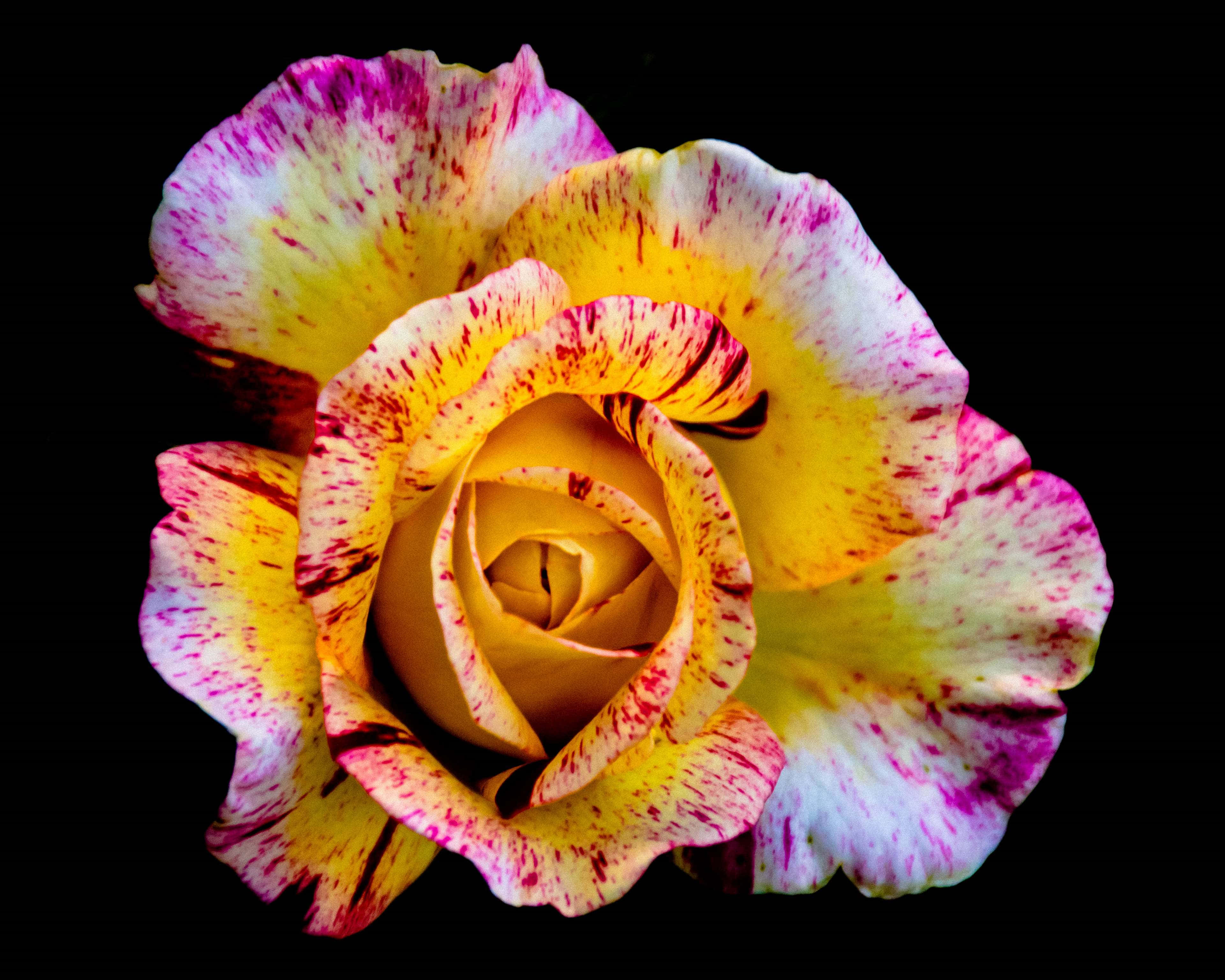 Beautiful Photography 桌布 壁紙 — 一朵鮮黃色的玫瑰，帶有粉紅色和白色斑點的花瓣，在純黑色背景上盛開。