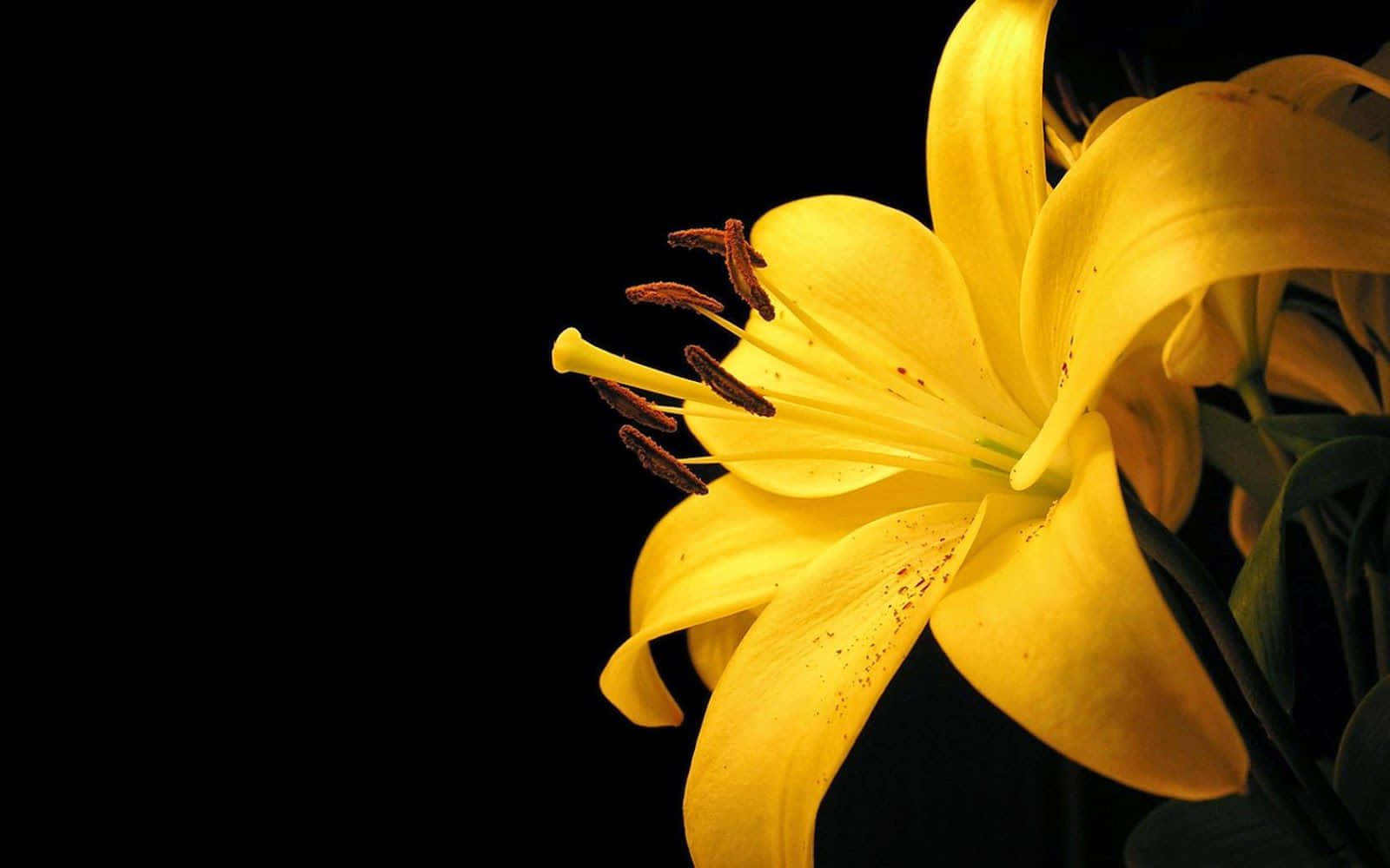 lily 桌布 壁紙 — 一朵鮮黃色的百合花在純黑背景上綻放，帶有精緻的雄蕊和柔軟的花瓣。