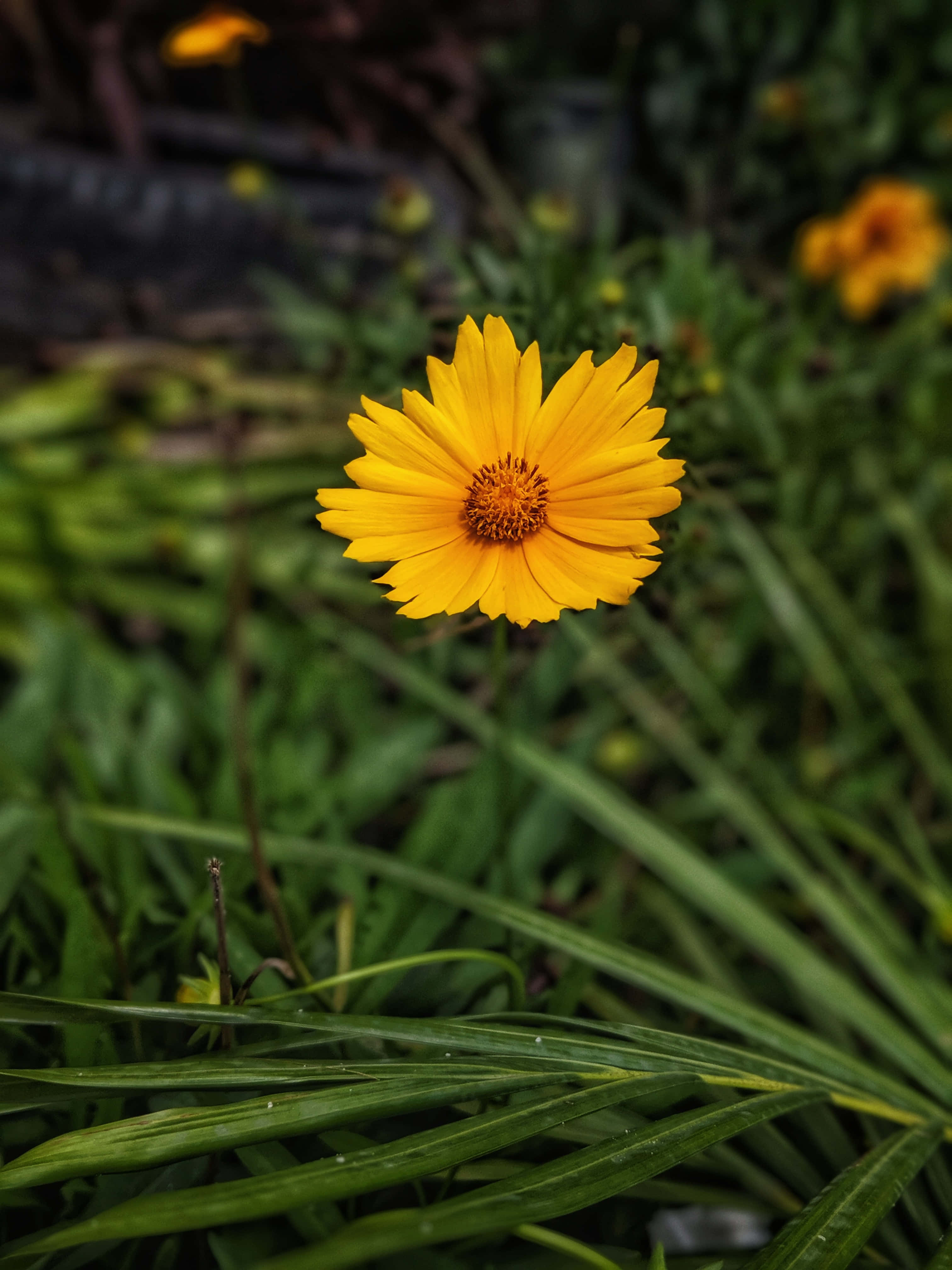 Yellow Daisy 桌布 壁紙 — 一朵鮮黃色的花朵，花瓣層層疊疊，花心帶有紋理，在柔和朦朧的綠色花園背景下格外突出。