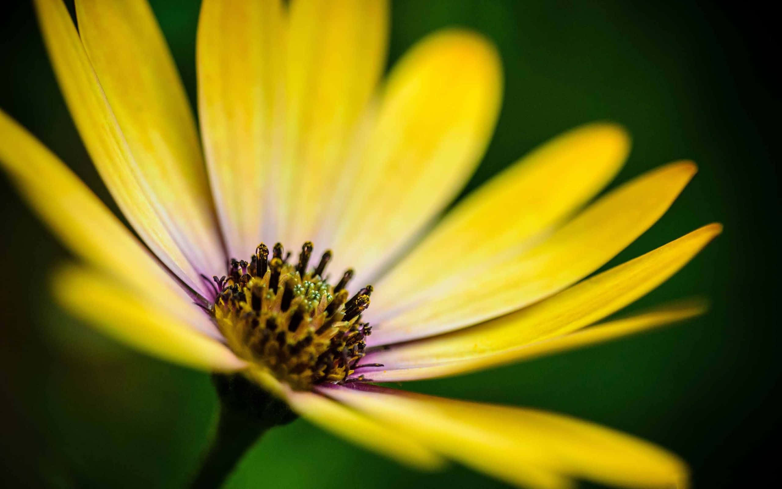 Yellow Daisy 桌布 壁紙 — 一朵鮮黃色的花朵，花瓣細膩，中心深色，在柔和的綠色模糊背景下盛開。