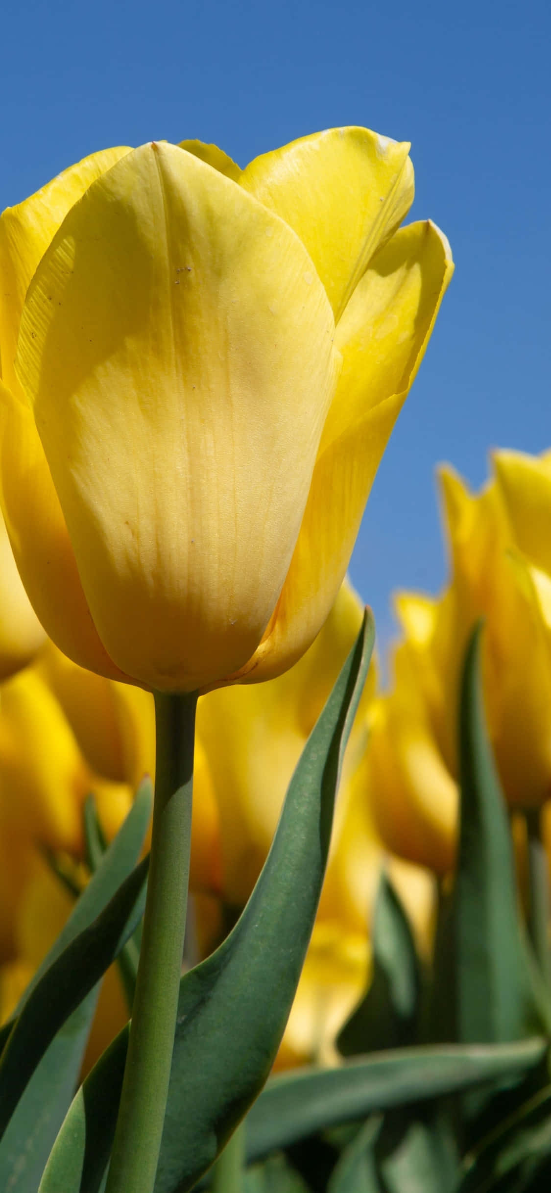 Yellow Tulips 桌布 壁紙 — 一朵鮮黃色的鬱金香在清澈的藍天下盛開，柔和的光線突顯其精緻的花瓣。