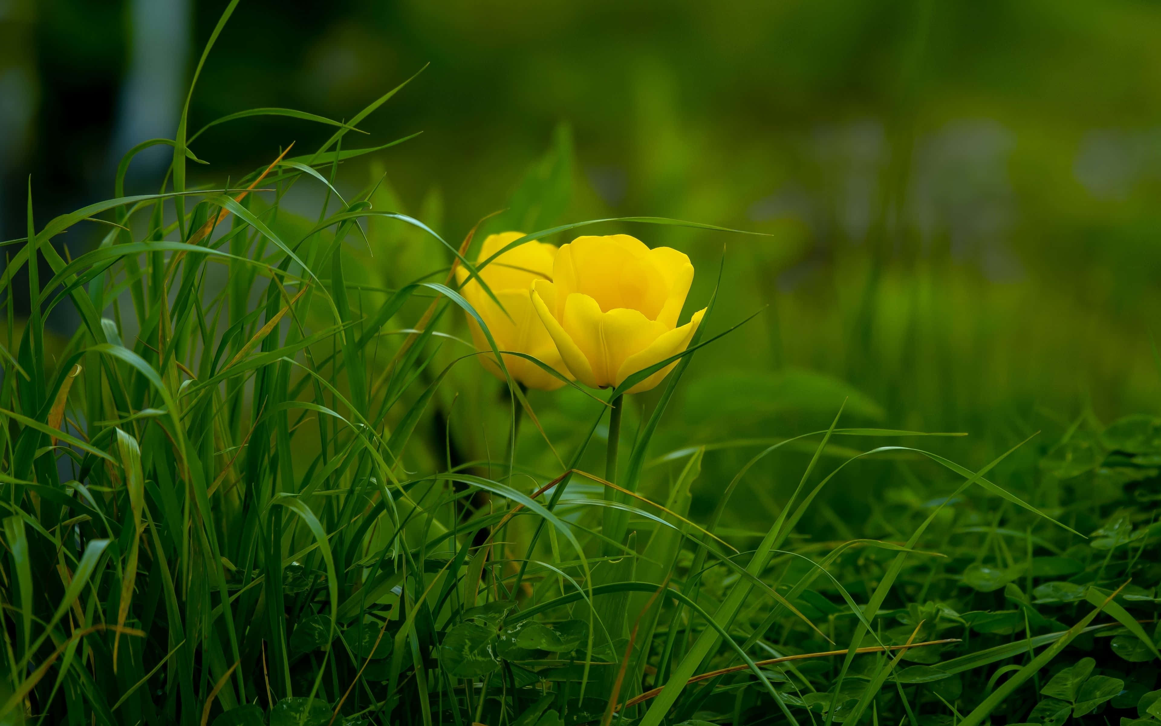 Yellow Tulips 桌布 壁紙 — 一朵鮮黃色的鬱金香在茂密的綠草中綻放，光線柔和自然。