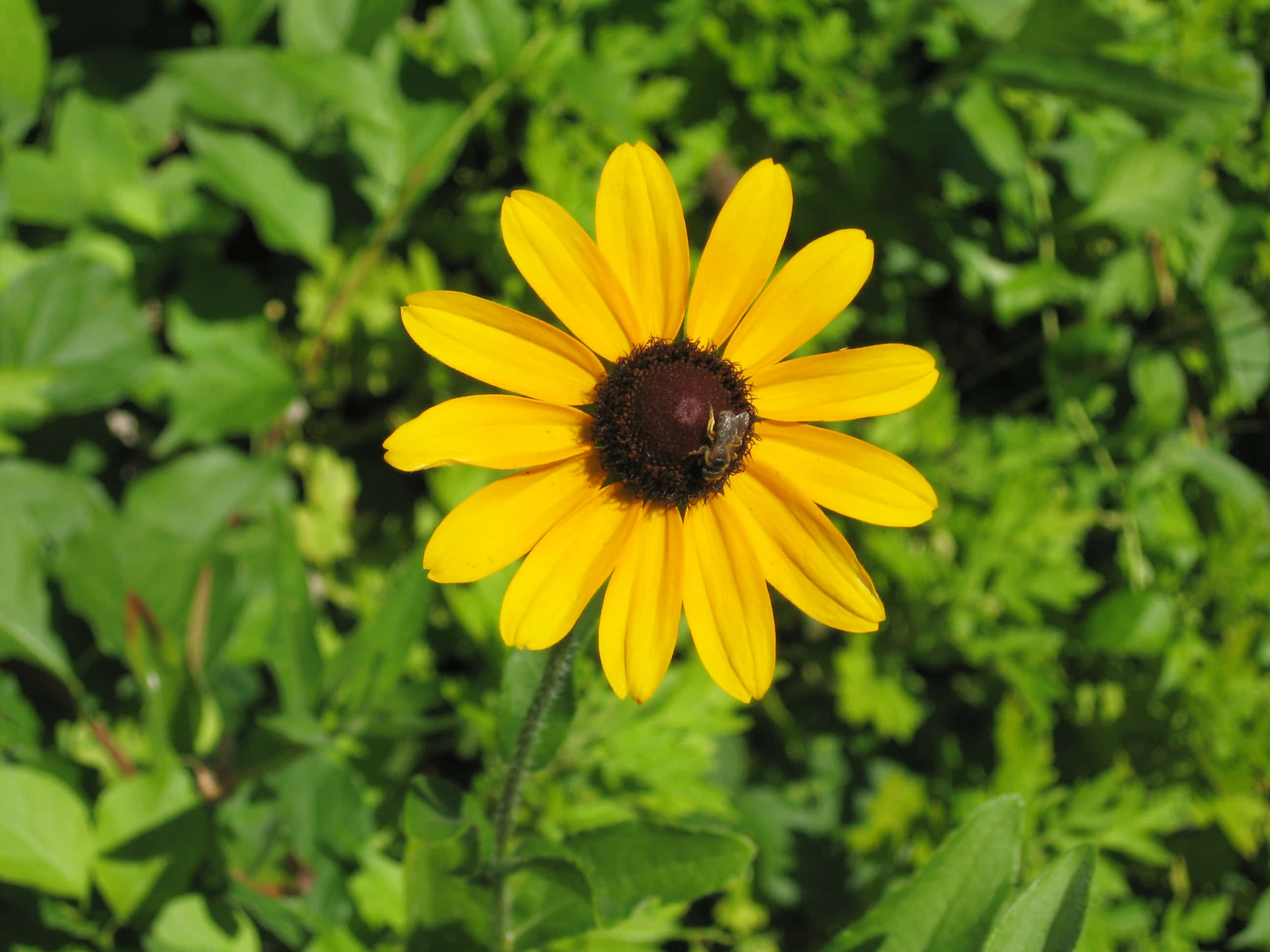 Black Eyed Susan 桌布 壁紙 — 一朵鮮黃色的黑眼蘇珊花，深色花心上有蜜蜂，在茂密的綠葉中盛開。
