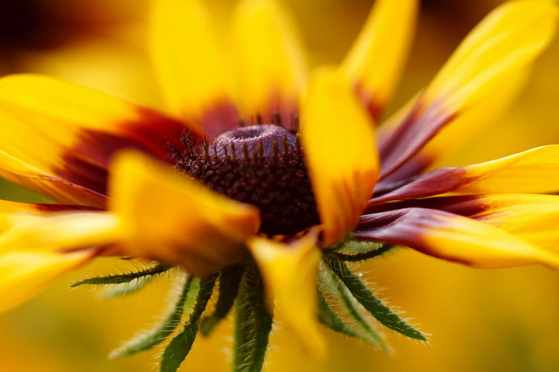 Black Eyed Susan 桌布 壁紙 — 一朵黑眼蘇珊花的特寫，黃色花瓣邊緣呈深栗色，中心呈絨毛狀深色。