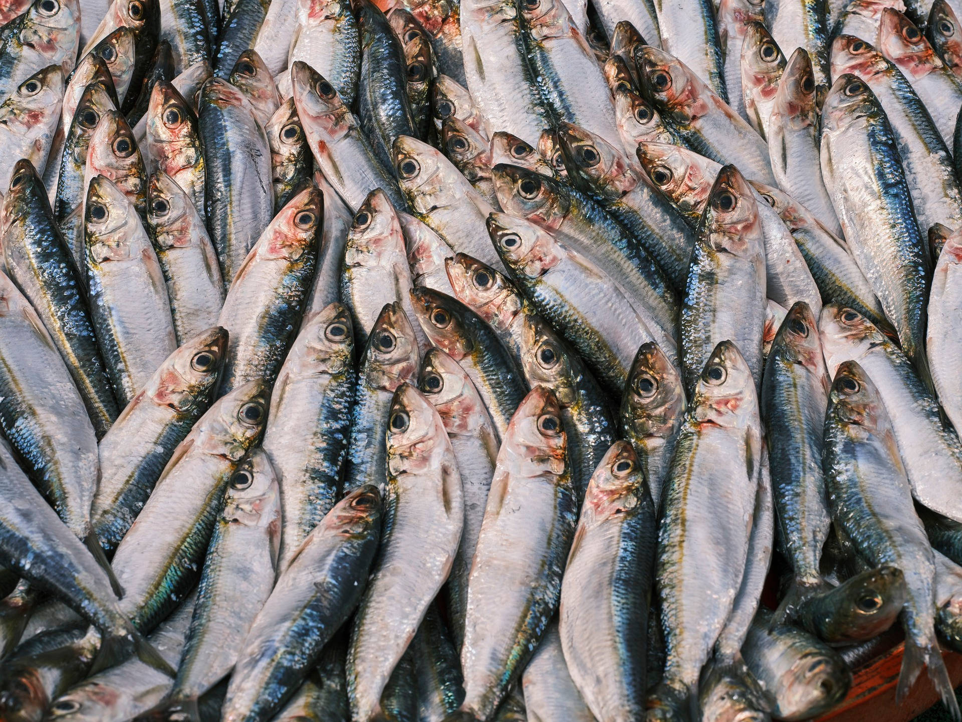 一束乾燥鯡魚 壁紙 — 新鮮沙甸魚密集堆疊的特寫，銀色魚鱗和深色眼睛在明亮光線下閃閃發光。