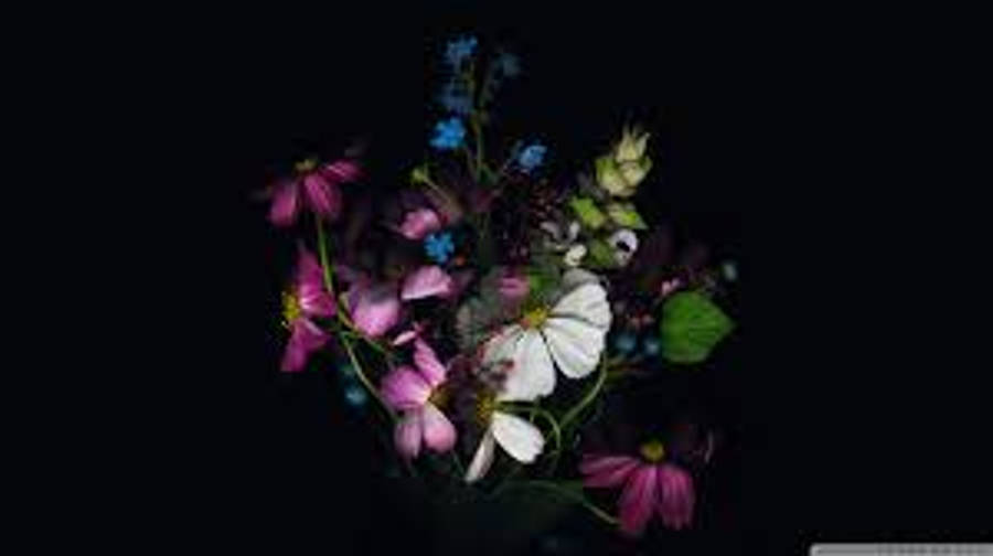 桌布 壁紙 — 一束充滿活力的粉紅、白色和藍色花朵，配以綠色葉子，在深黑色背景上閃耀。