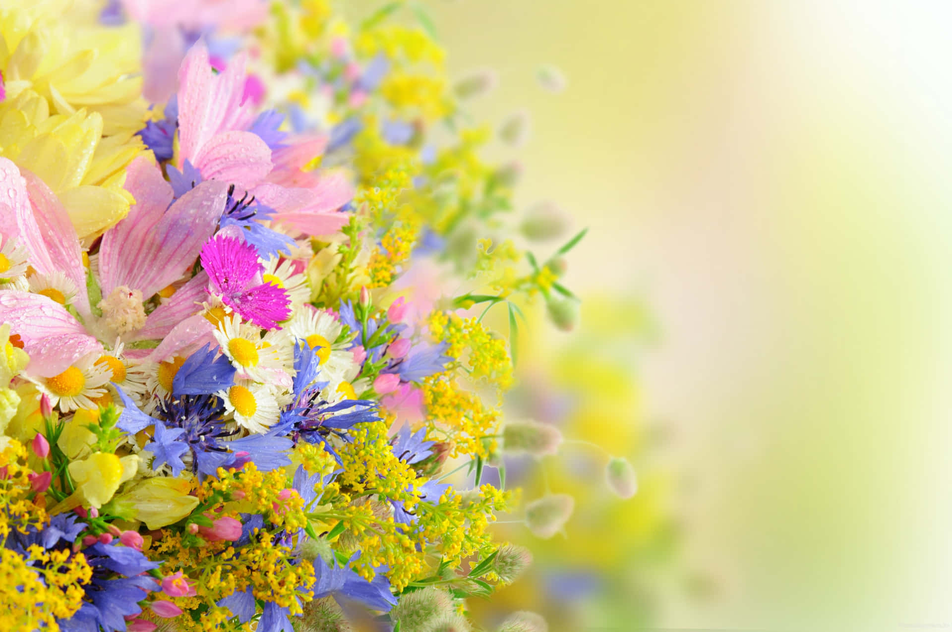 Tumblr Flower 桌布 壁紙 — 一束充滿活力的粉紅、黃色和藍色花朵，帶有露珠，在柔和模糊的粉彩背景中綻放。