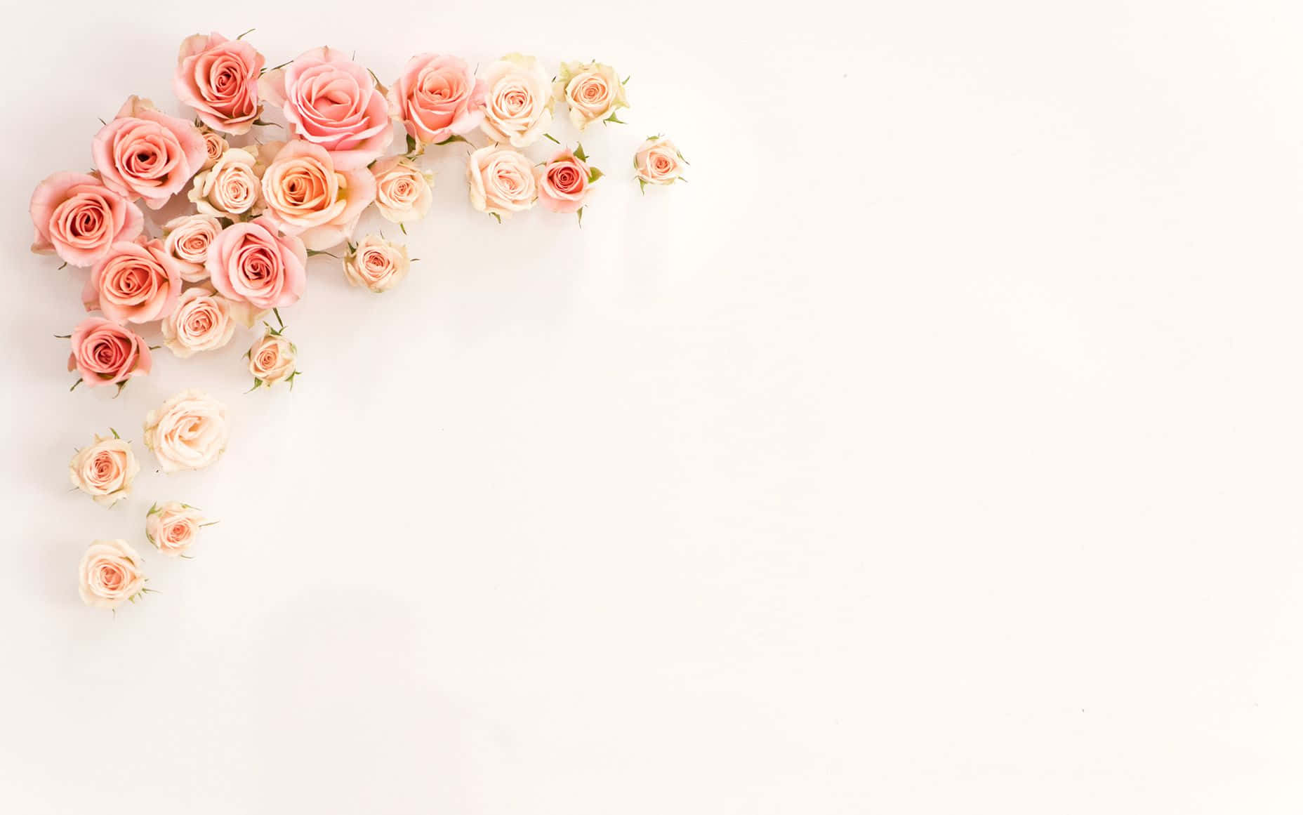 Aesthetic Rose 桌布 壁紙 — 一束柔和的粉紅色和奶油色玫瑰精緻地排列在乾淨白色背景的左上角。