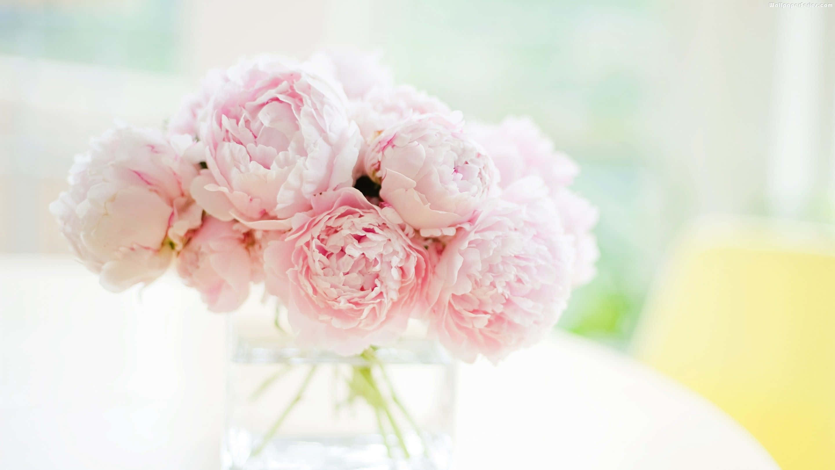 Peony 桌布 壁紙 — 一束柔和的粉紅色牡丹花放在透明玻璃花瓶裡，置於白色桌子上，背景有一張模糊的黃色椅子。
