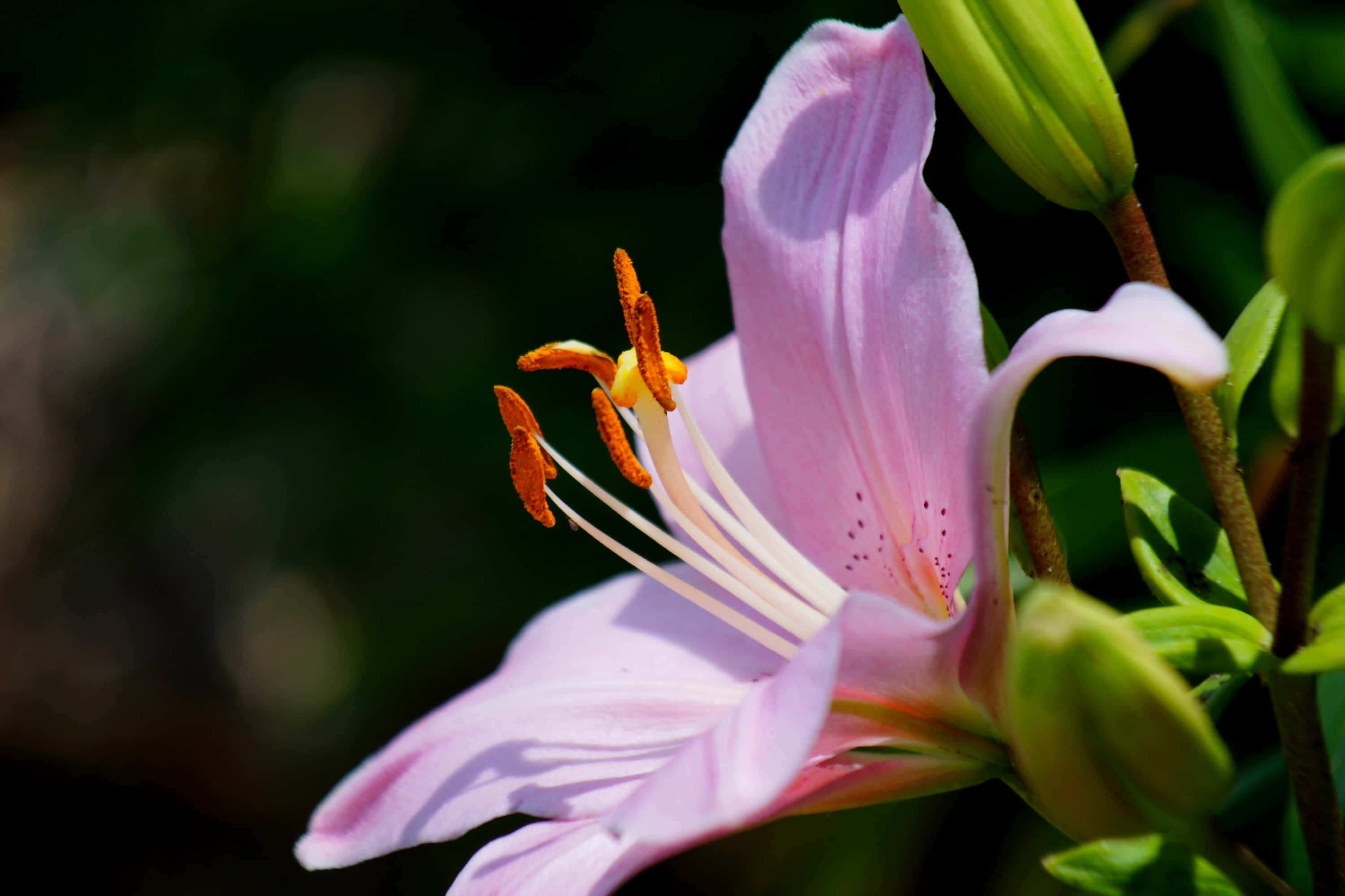 lily 桌布 壁紙 — 一束柔和的粉紅色百合花特寫，帶有橙色雄蕊，在明亮的陽光下閃閃發光，背景是模糊的綠色。