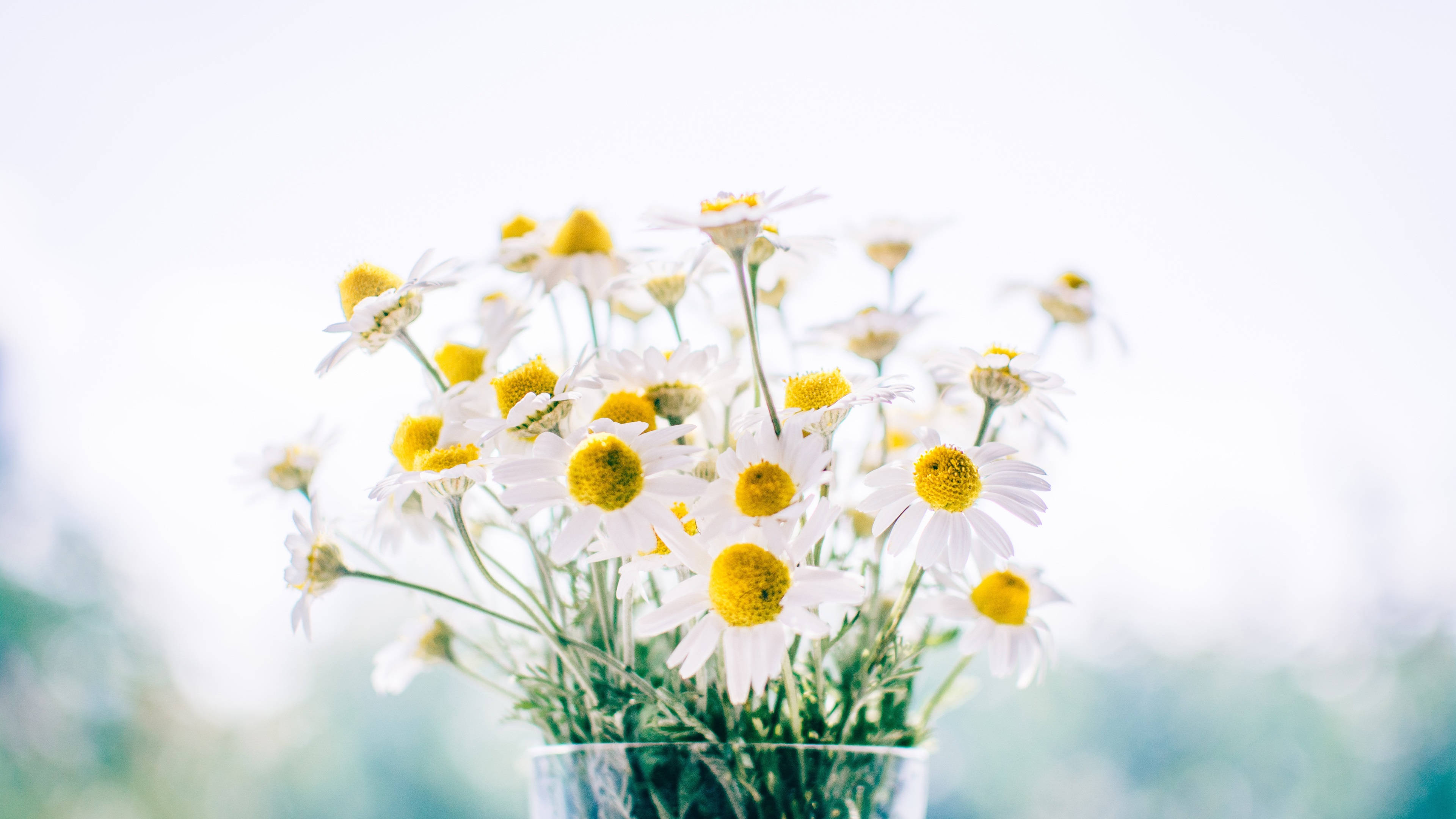 flowers 4K 桌布 壁紙 — 一束柔焦的白色雛菊，黃色花心，插在透明玻璃花瓶中，背景明亮模糊。