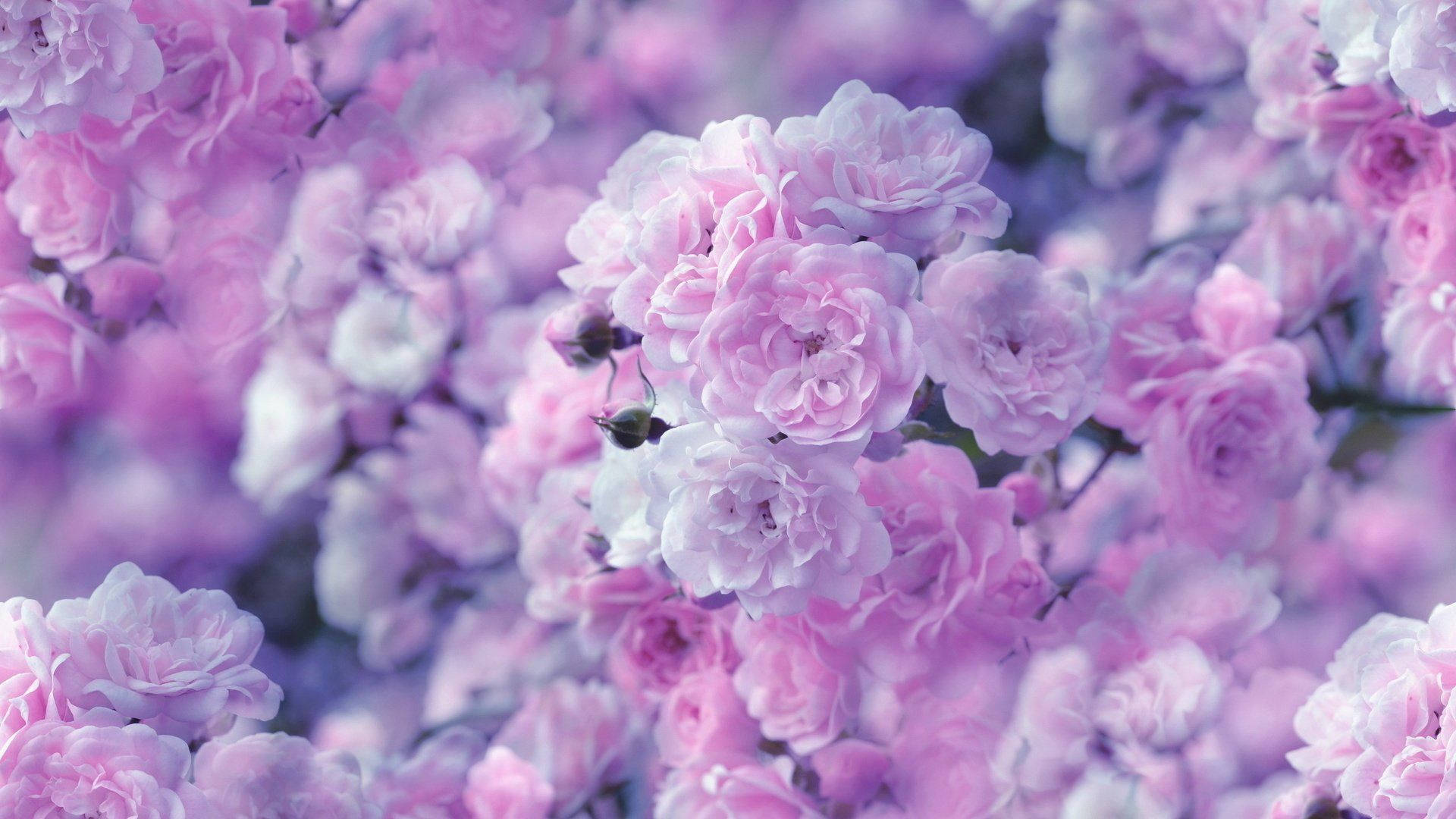 Pink Flowers 桌布 壁紙 — 一束柔焦的粉紅和薰衣草玫瑰，背景花瓣模糊，營造夢幻花卉場景。
