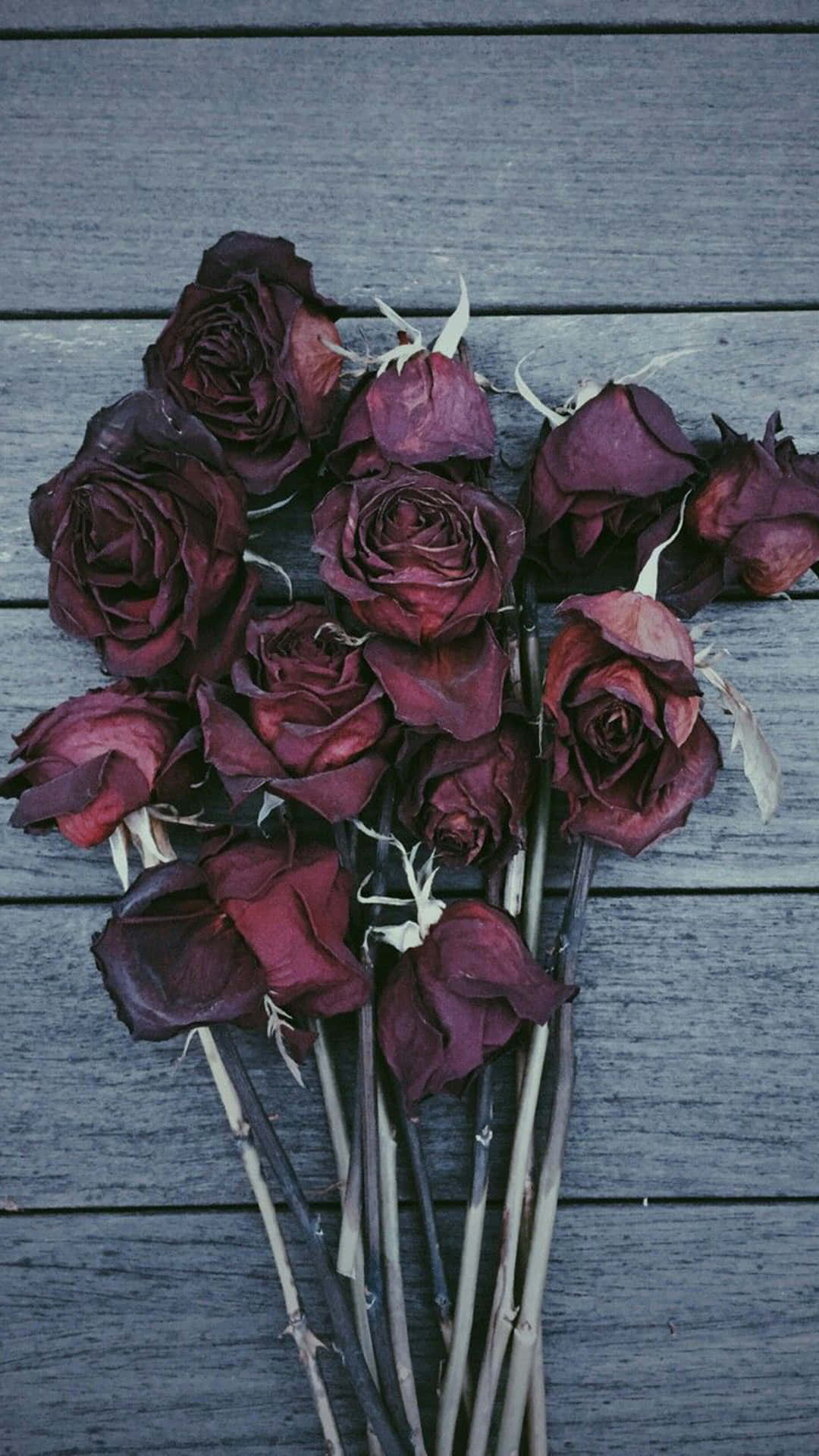 Aesthetic Rose 桌布 壁紙 — 一束深酒紅色乾玫瑰放在風化灰色木板上，帶有精緻的白色莖幹。