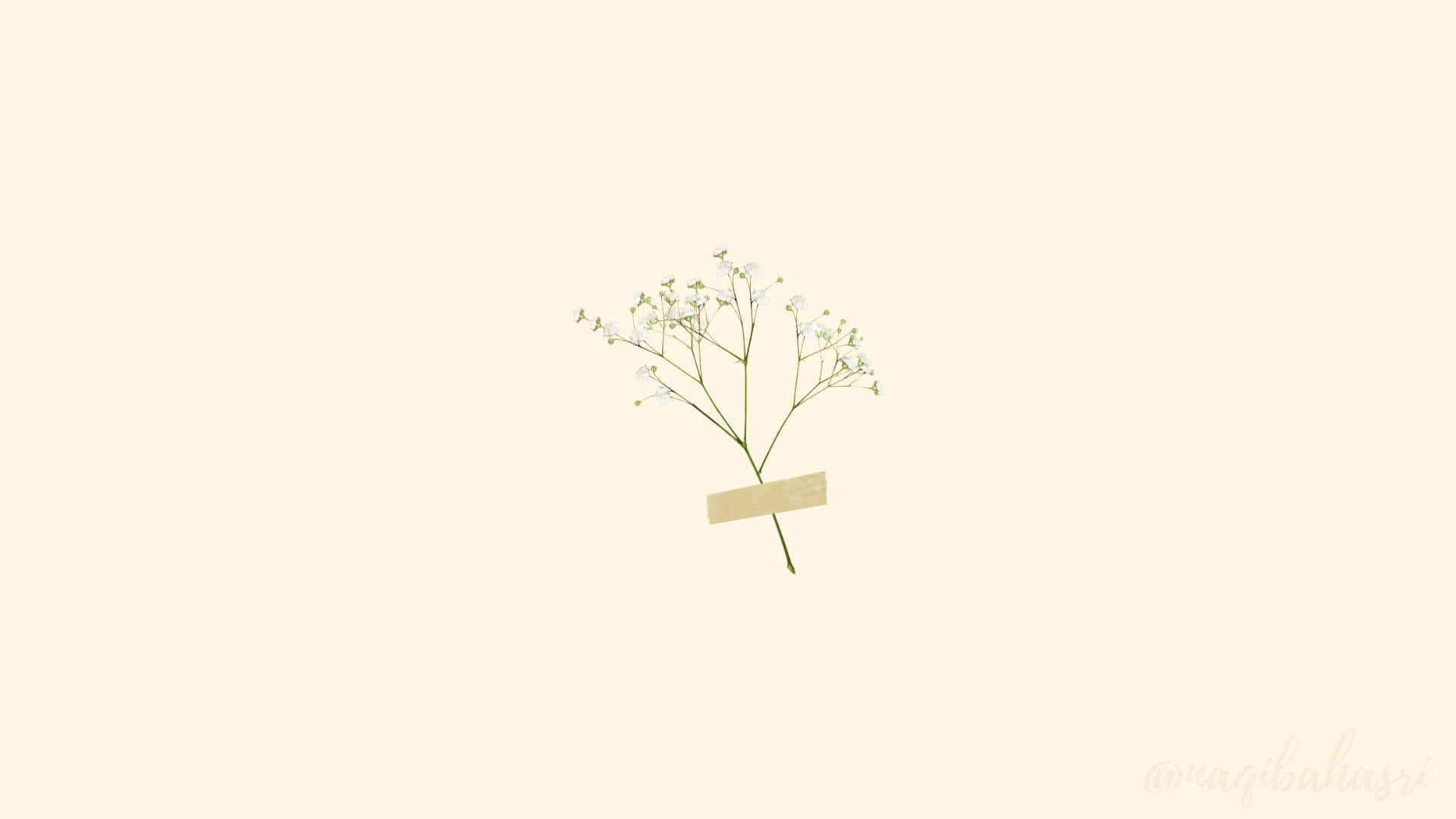 Beautiful Minimalist 桌布 壁紙 — 一束精緻的滿天星花朵，用米色膠帶貼在奶油色背景上。