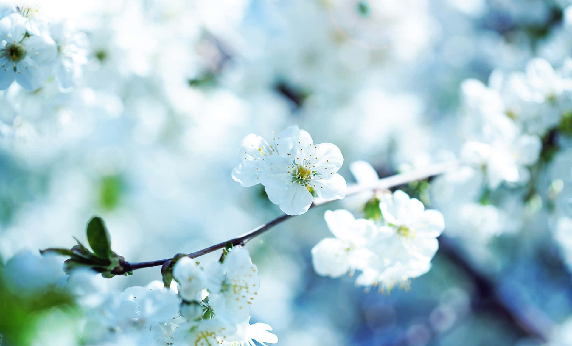 White Flowers 桌布 壁紙 — 一束精緻的白花枝條，襯以柔和的藍色散景背景，沐浴在明亮的日光中。