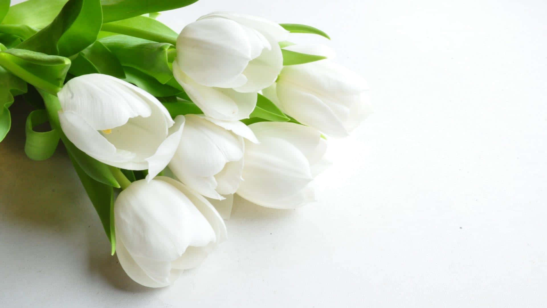 White Flowers 桌布 壁紙 — 一束精緻的白鬱金香，帶有鮮綠色的莖，輕輕地靠在潔白的背景上。
