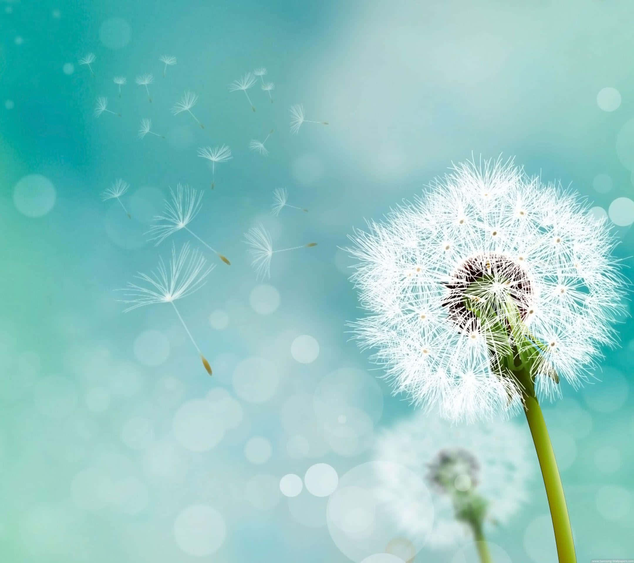 Dandelion 桌布 壁紙 — 一束精緻的蒲公英種子頭將蓬鬆的白色種子釋放到柔和的藍綠色散景天空中。
