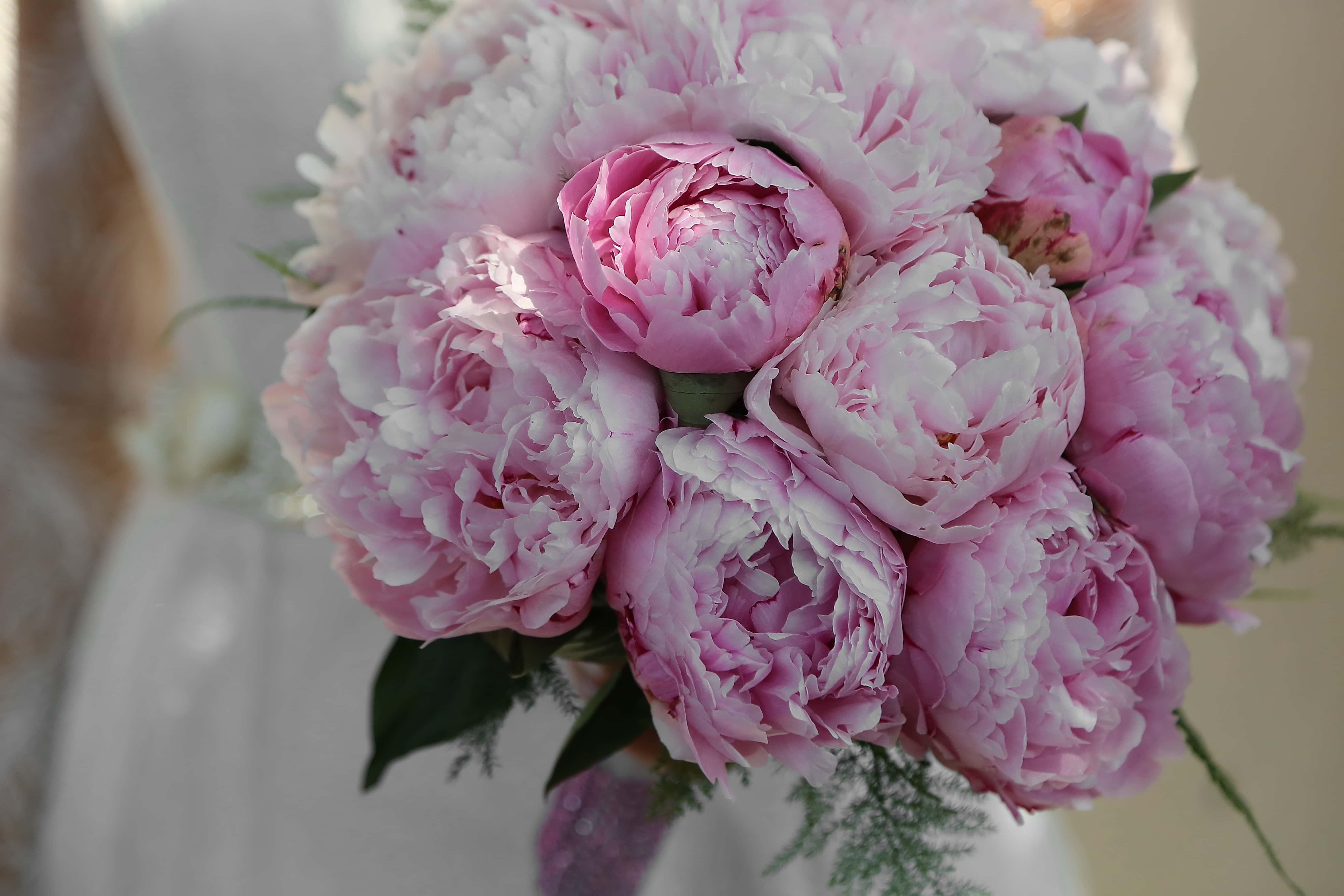 Wedding Bouquet 桌布 壁紙 — 一束茂盛的柔粉色和白色牡丹，搭配精緻的綠葉，在模糊的背景中輕輕捧著。