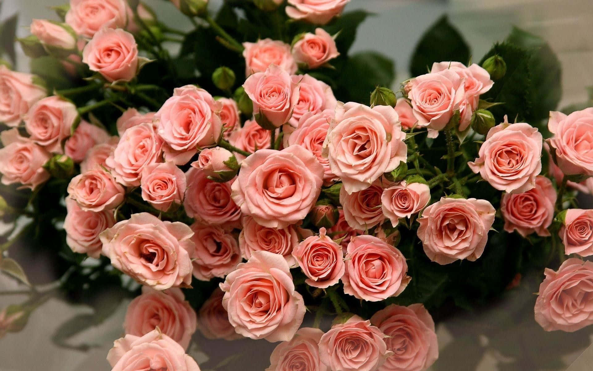 Pretty Flower 桌布 壁紙 — 一束茂盛的粉紅色嬌嫩玫瑰，配以深綠色葉子，在柔和自然光下。