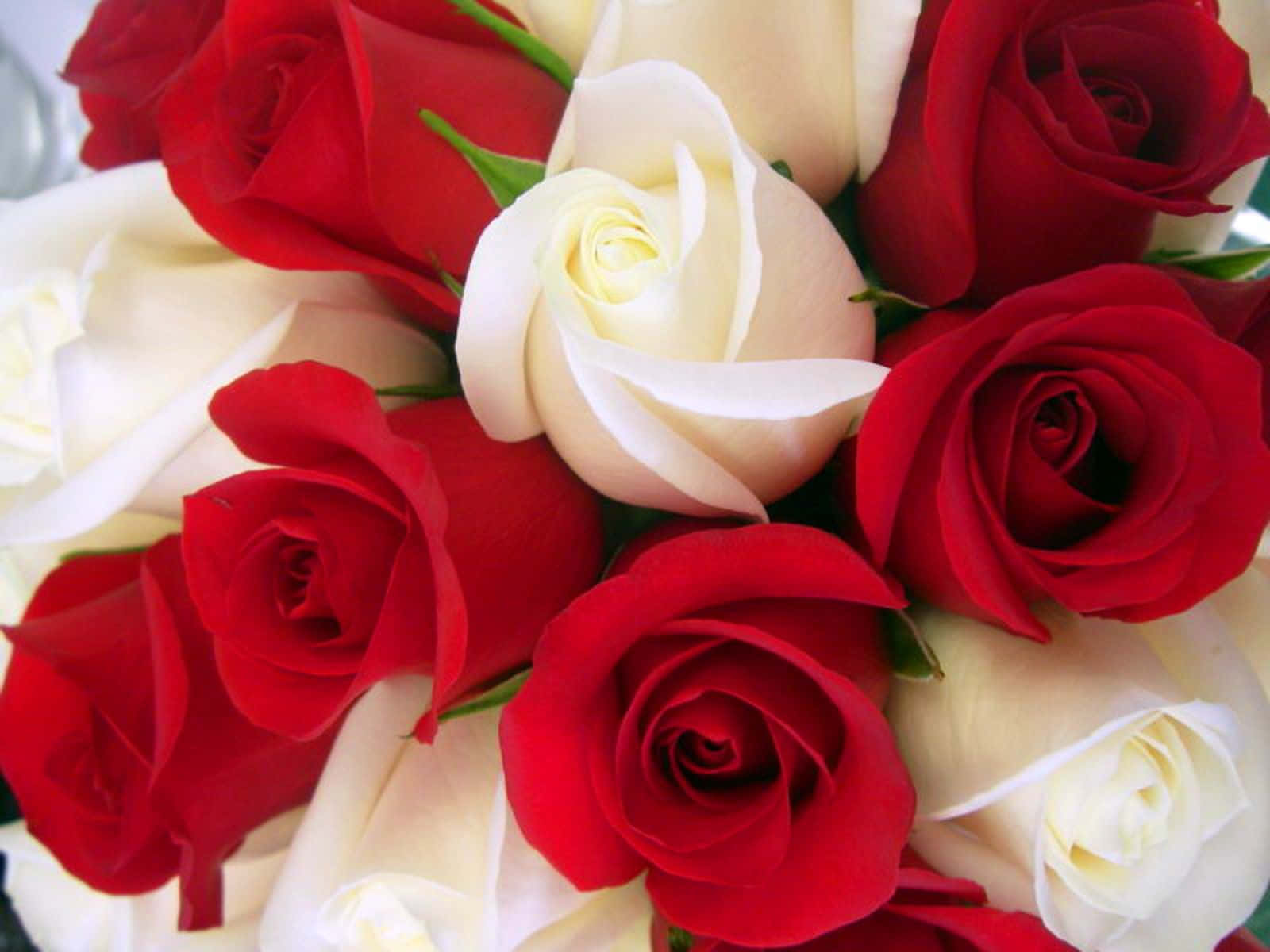 Red Rose 桌布 壁紙 — 一束茂盛的鮮紅和奶油白玫瑰，帶有精緻的綠色莖稈和天鵝絨般的花瓣，特寫鏡頭。