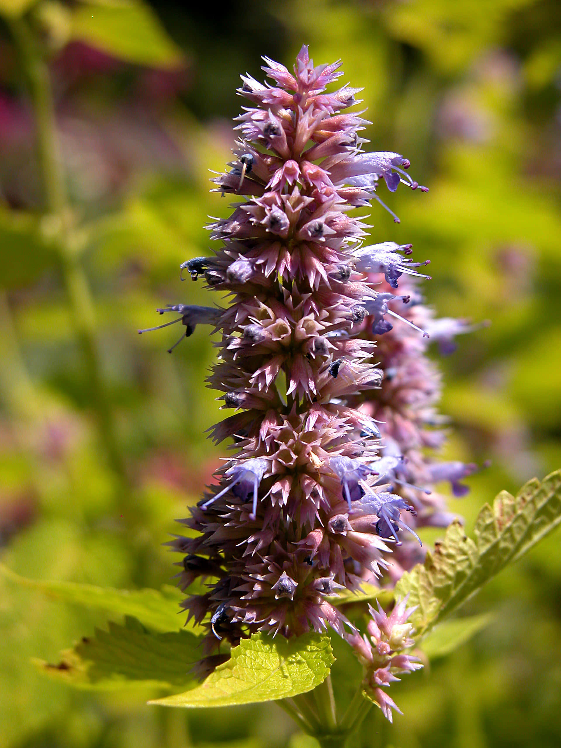 Purple Licorice 桌布 壁紙 — 一束高大的粉紫色花穗特寫，帶有精緻的花瓣和雄蕊，背景是柔和的綠色模糊效果。